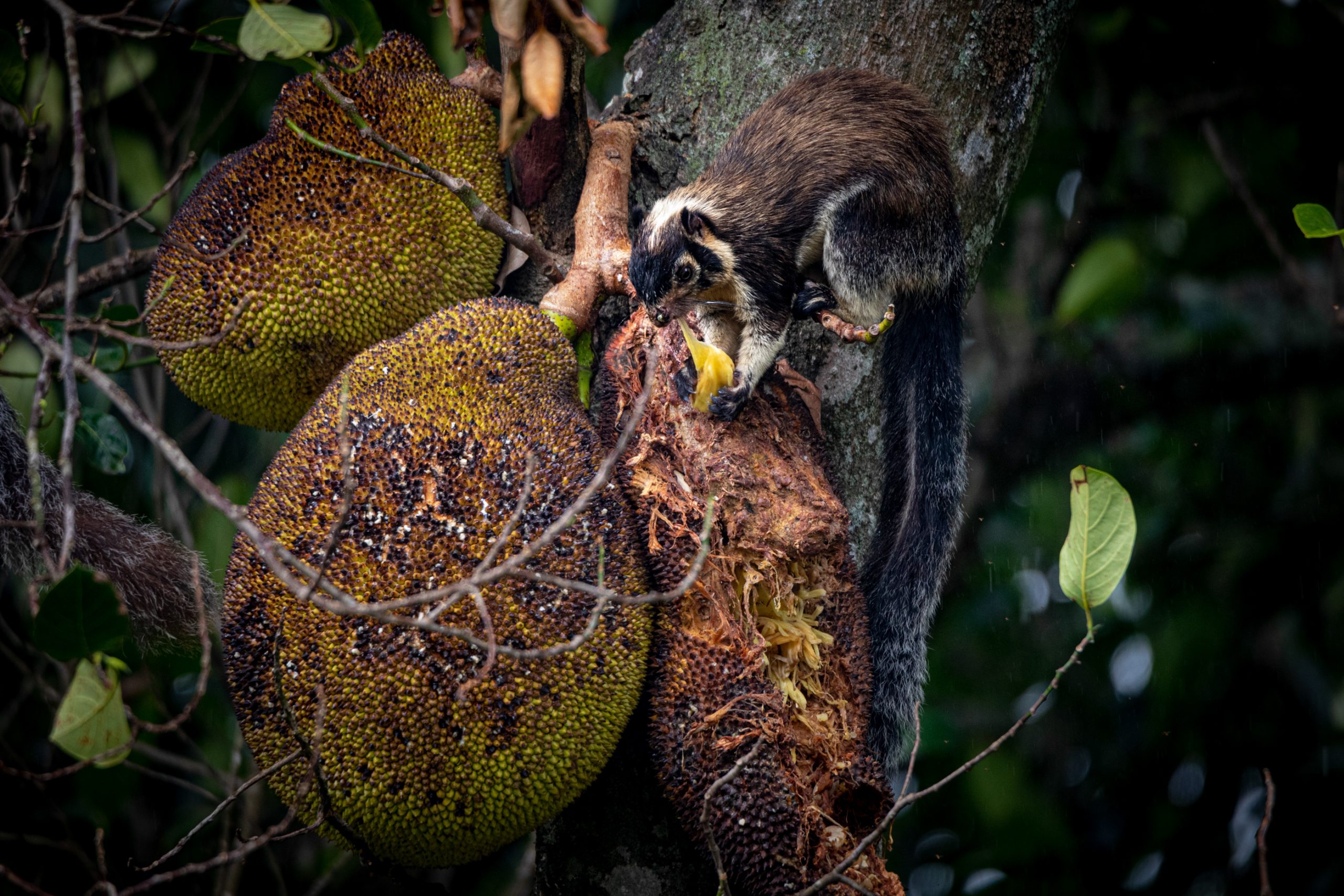 Écureuil géant mangeant une jacque