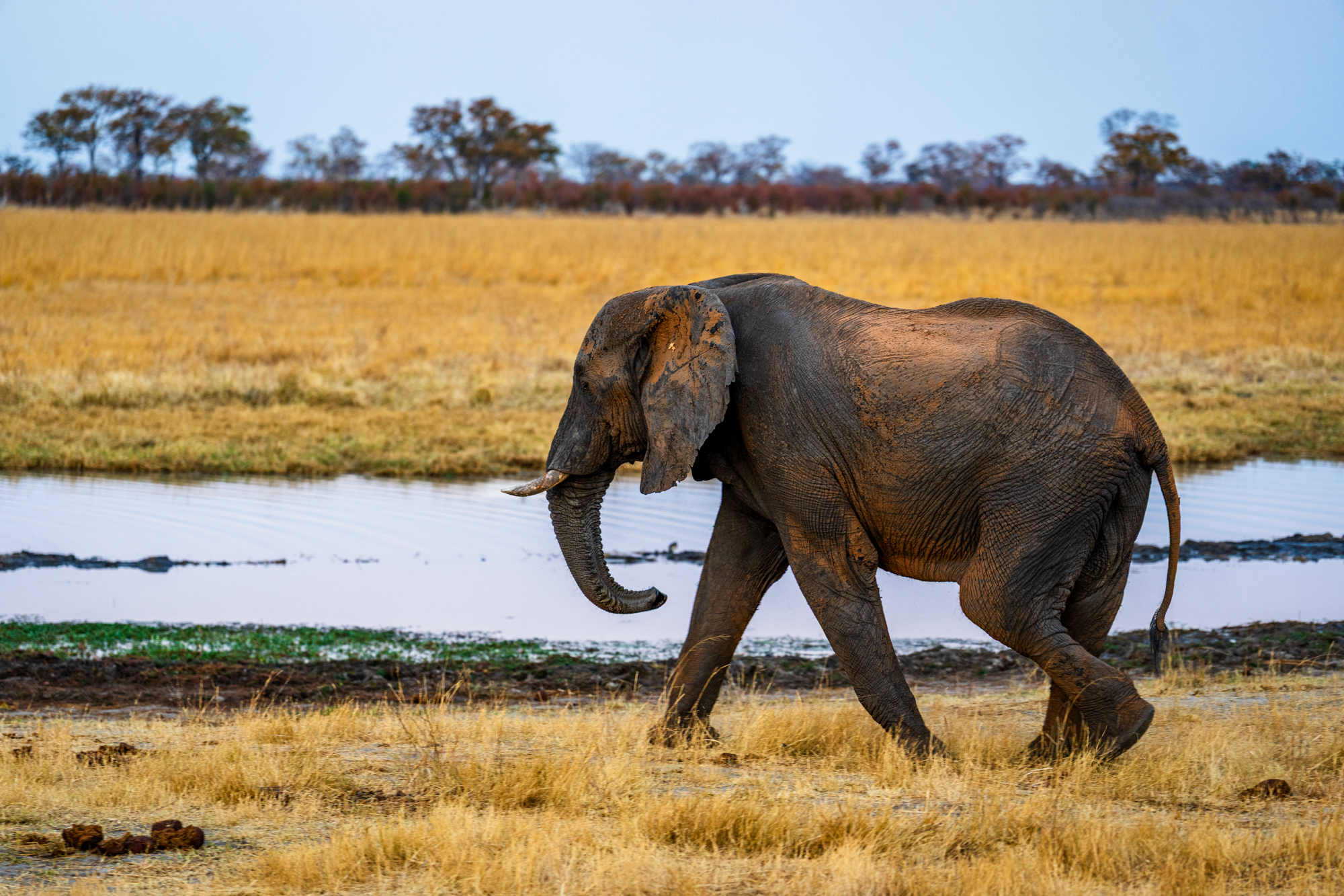 Éléphant africain au point d’eau