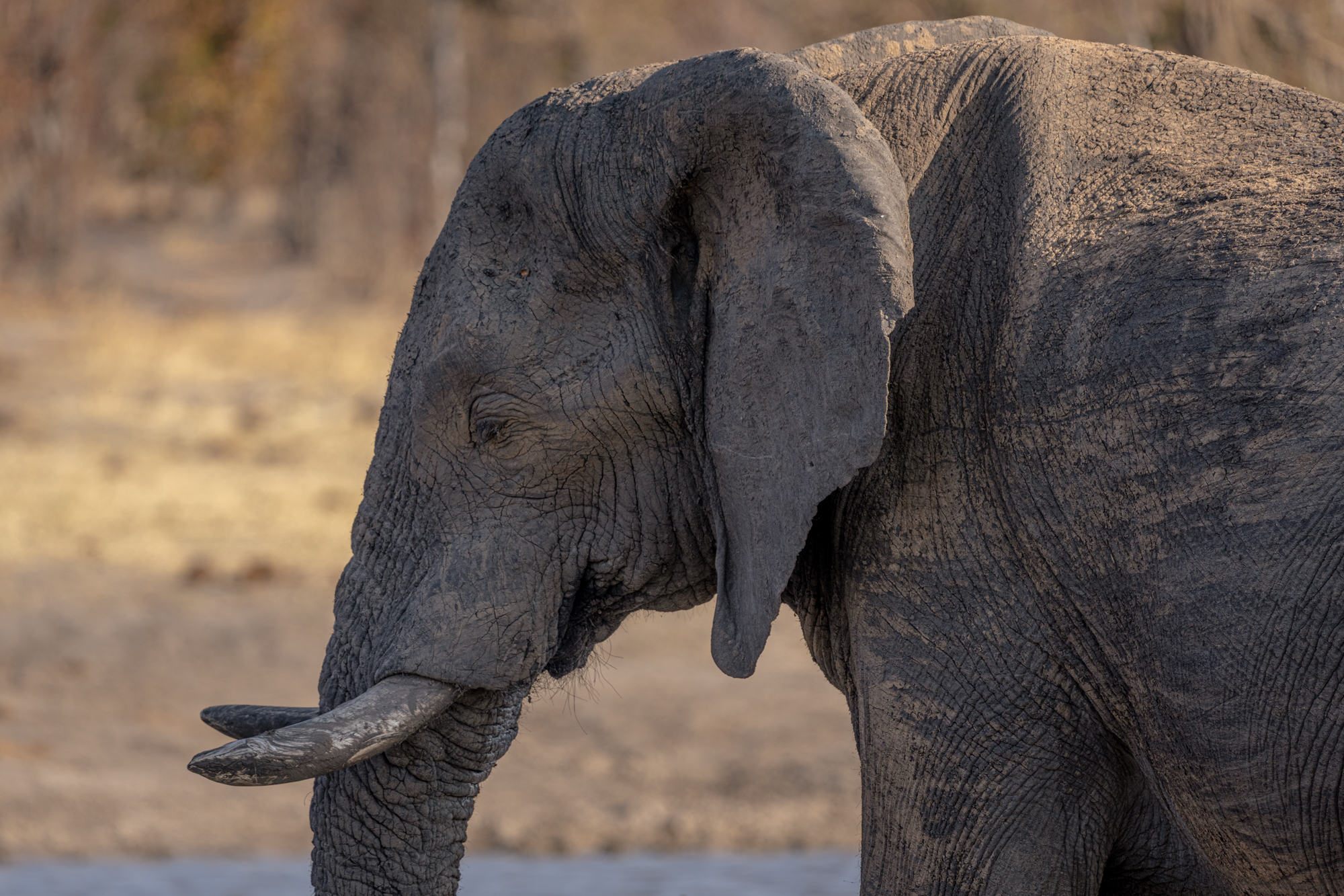 Éléphant d’Afrique au bord de l’eau