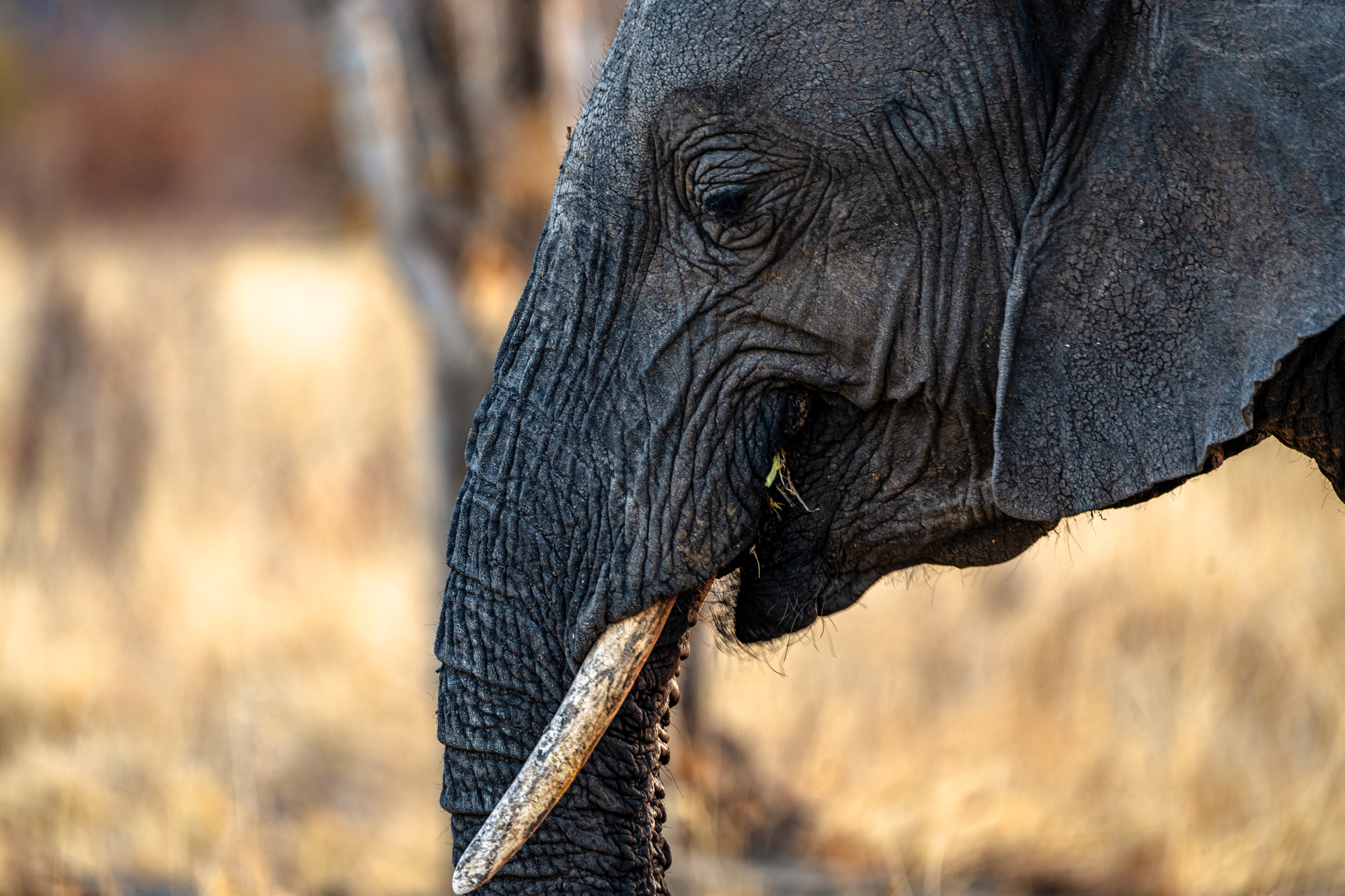 Éléphant d’Afrique en gros plan