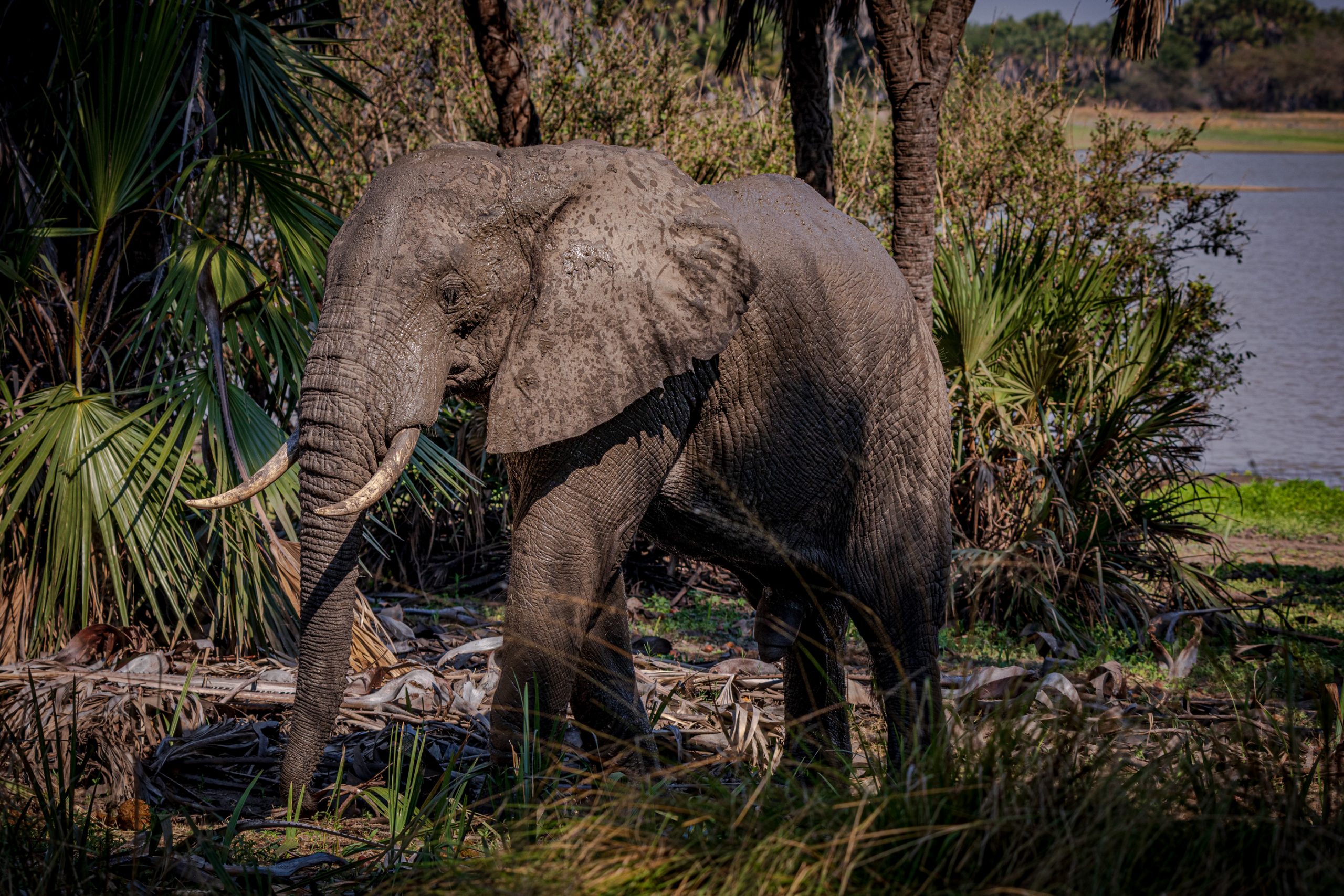 Éléphant d’Afrique en palmeraie