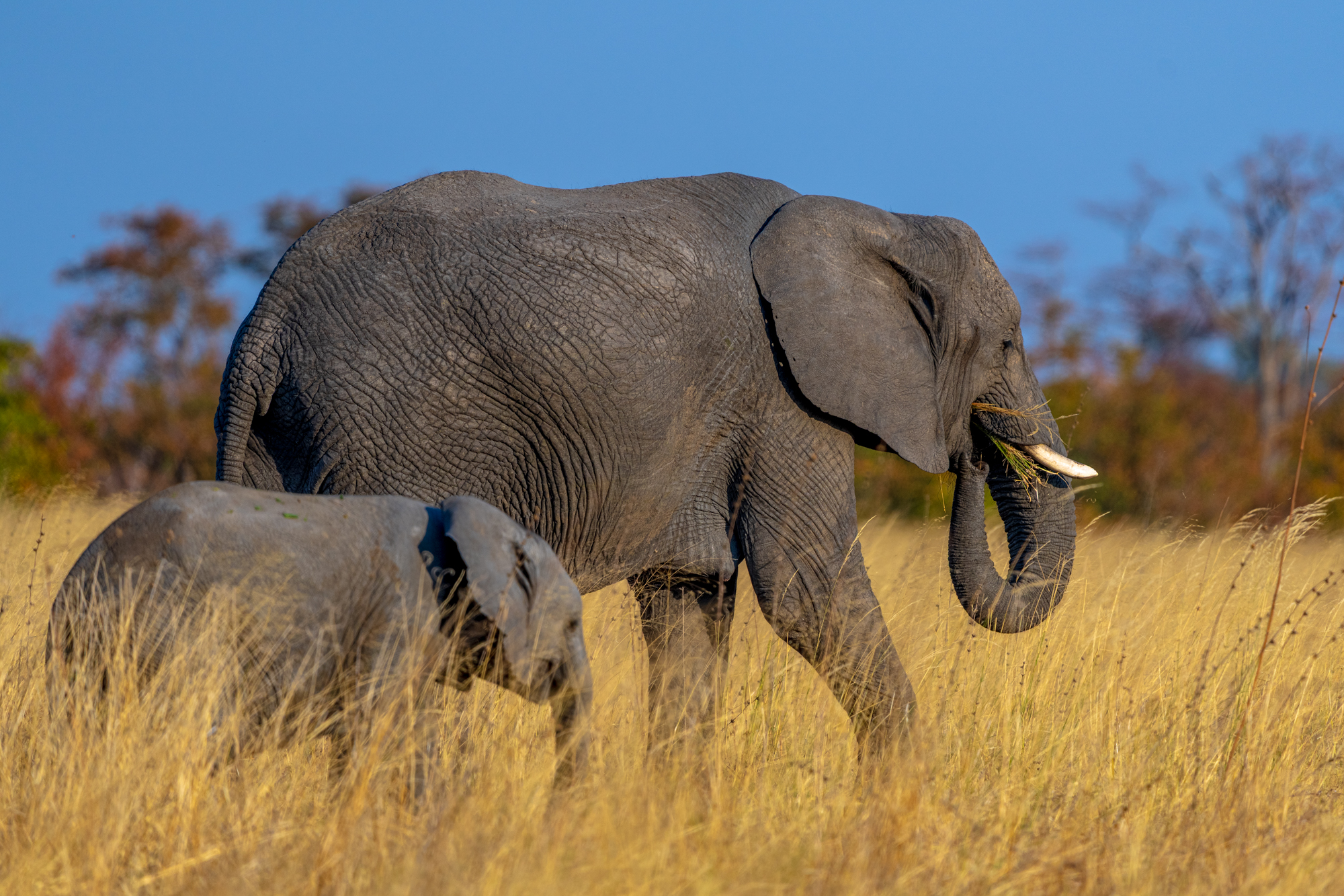 Éléphant d’Afrique et éléphanteau