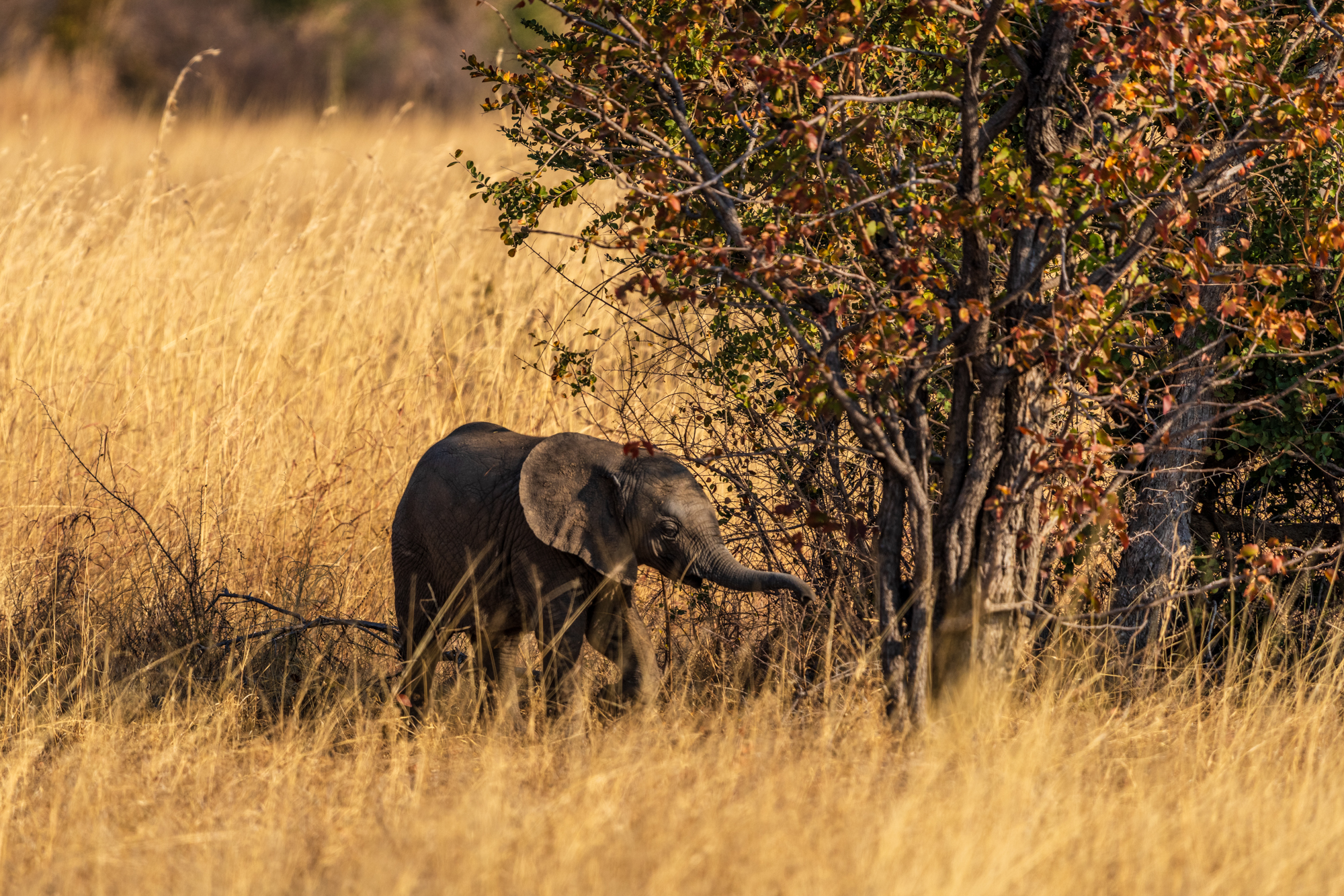 Éléphanteau dans la savane