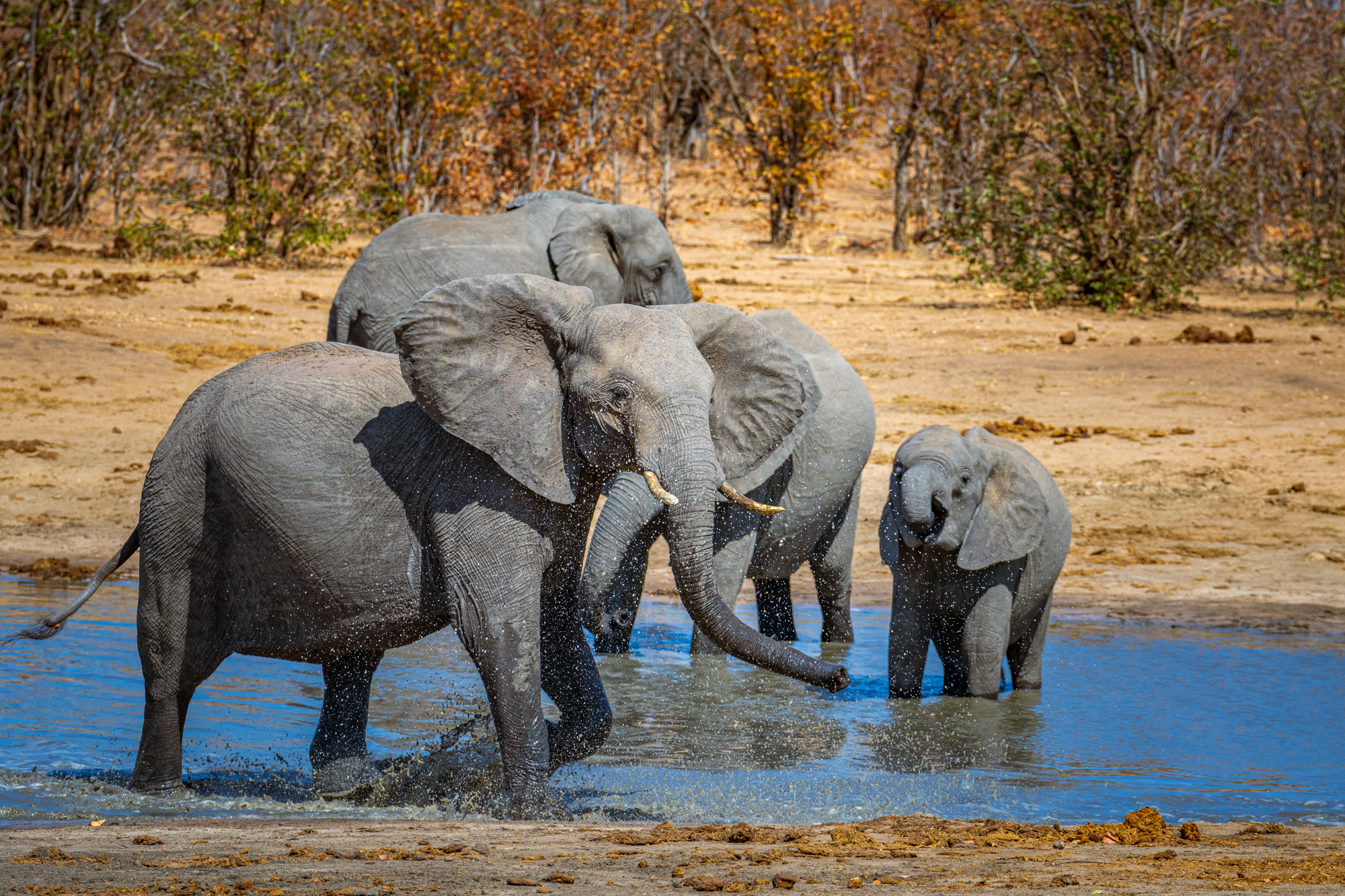 Éléphants africains au point d’eau