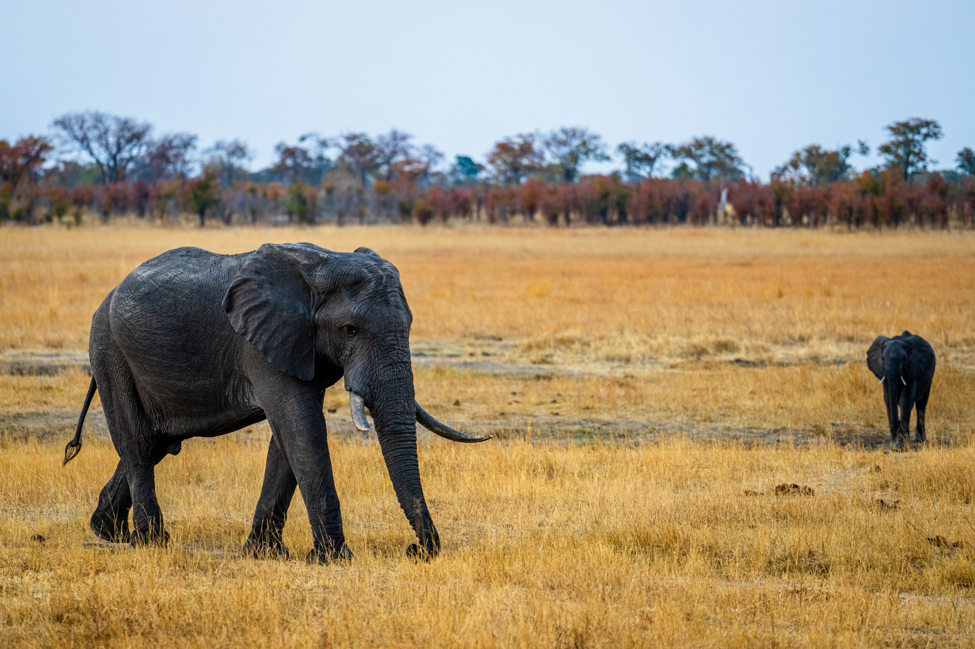 Éléphants d’Afrique en savane