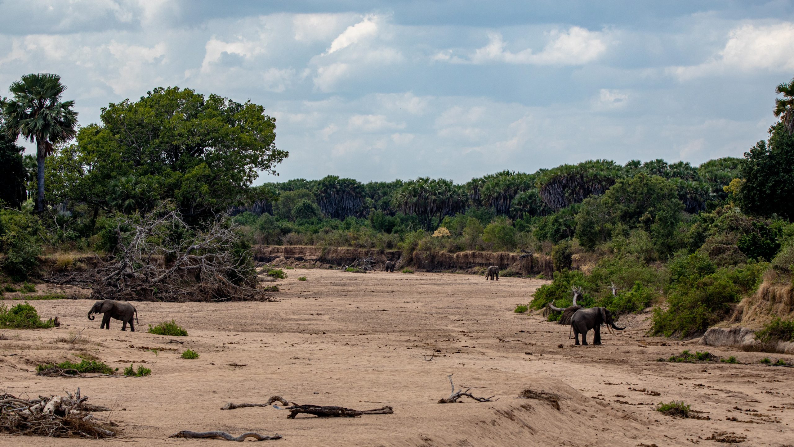Éléphants d'Afrique sur lit asséché