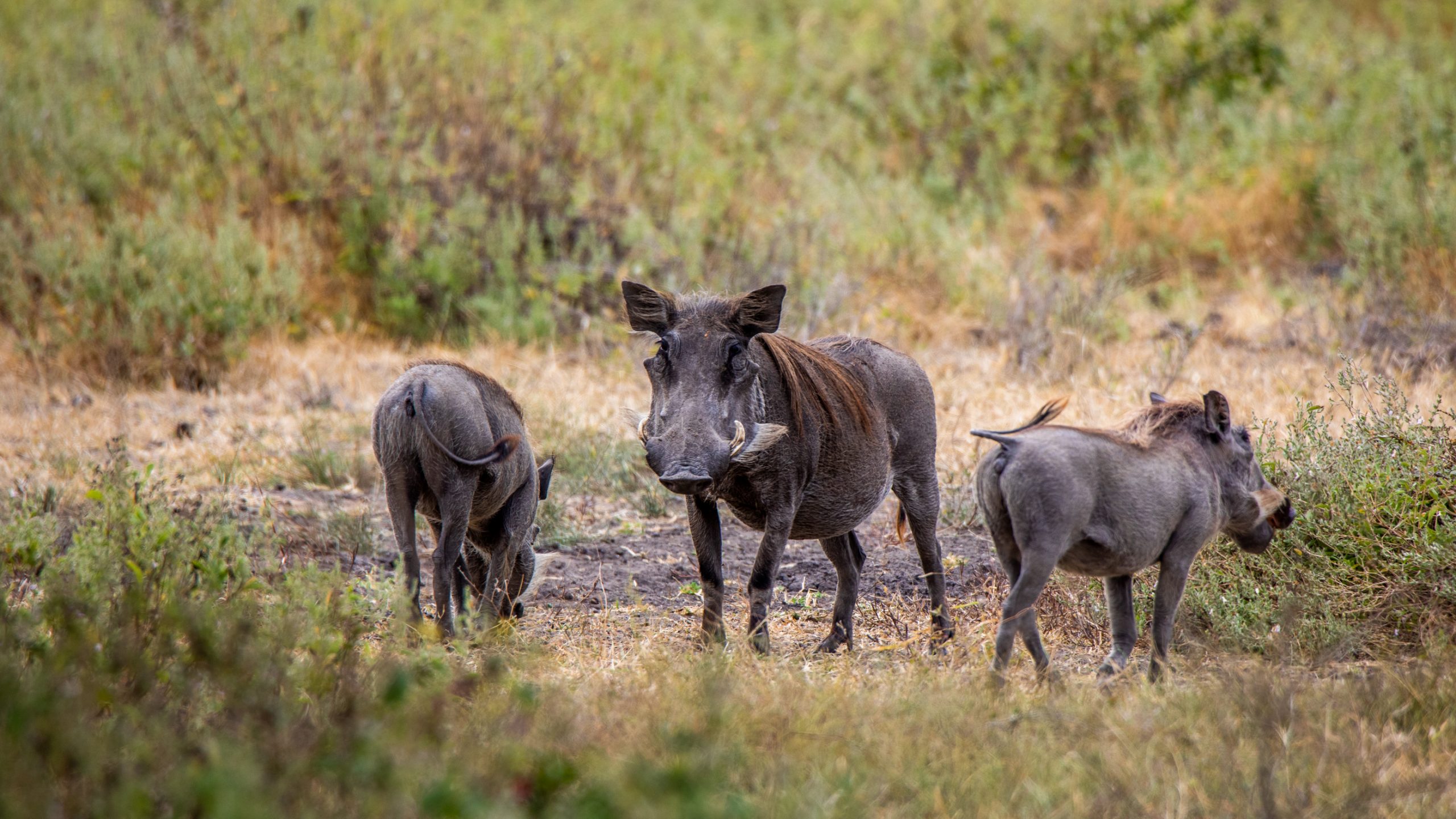Famille de phacochères communs en savane