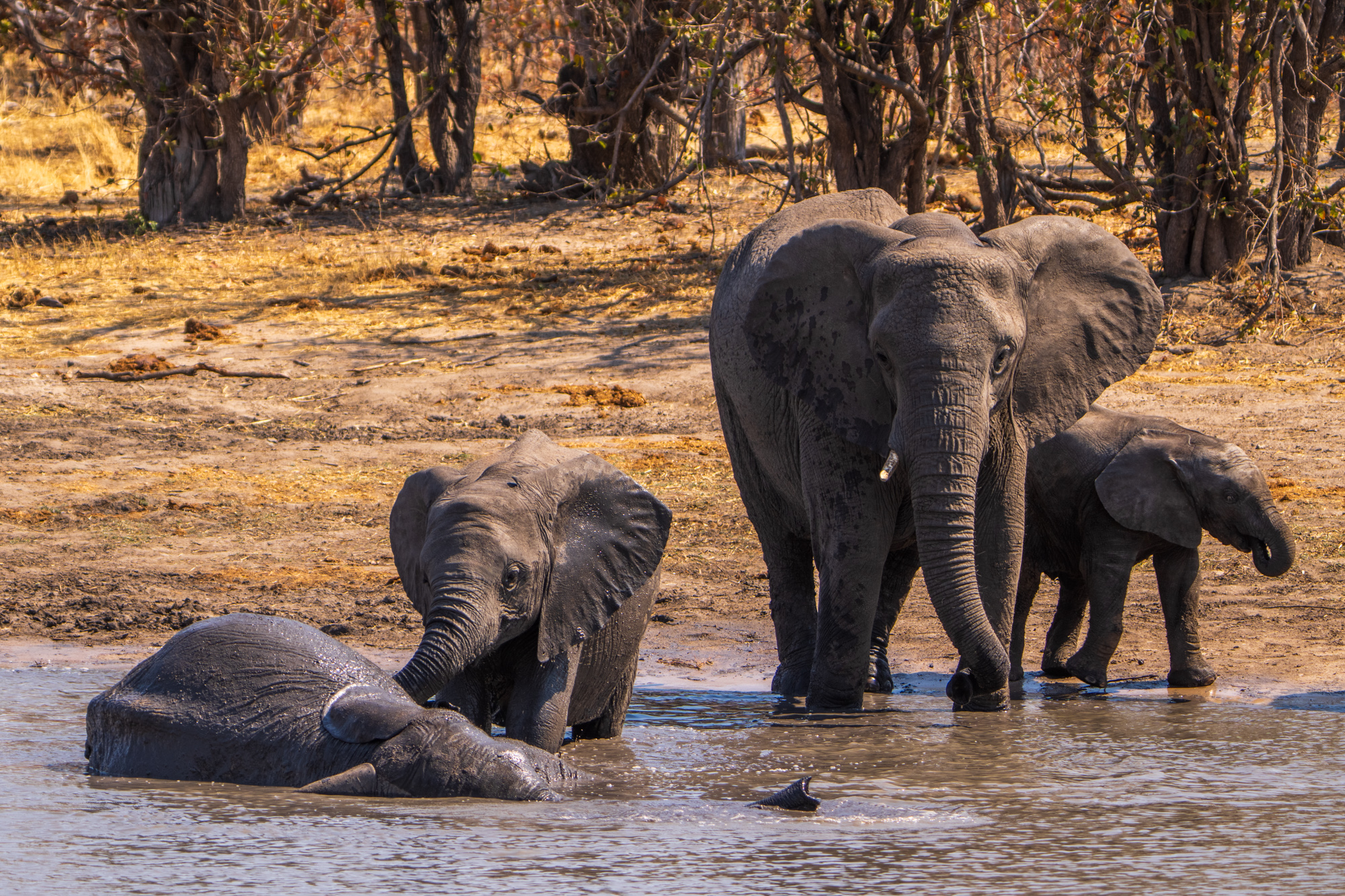 Famille d'éléphants au point d'eau