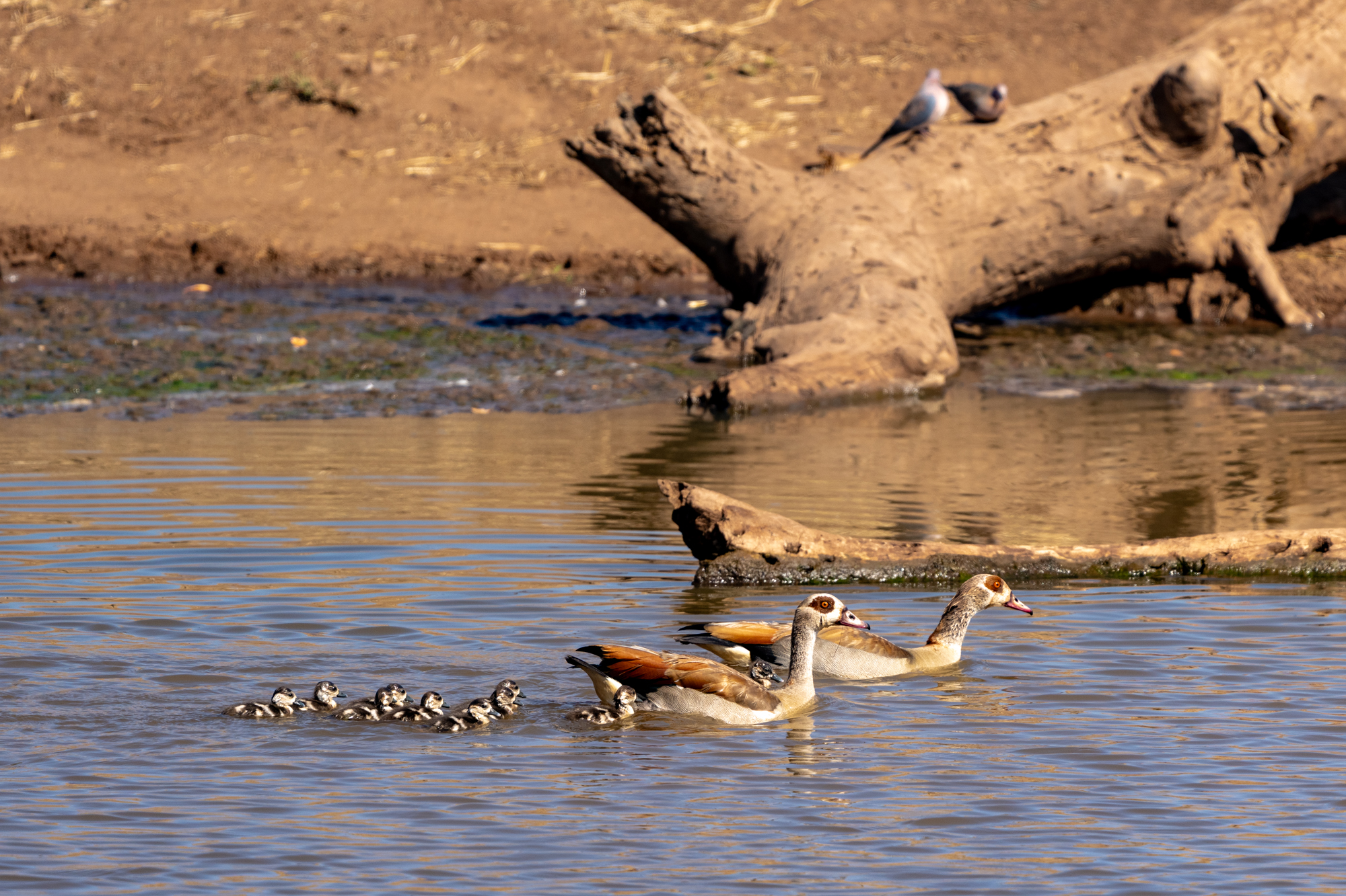 Famille d’oies d’Égypte