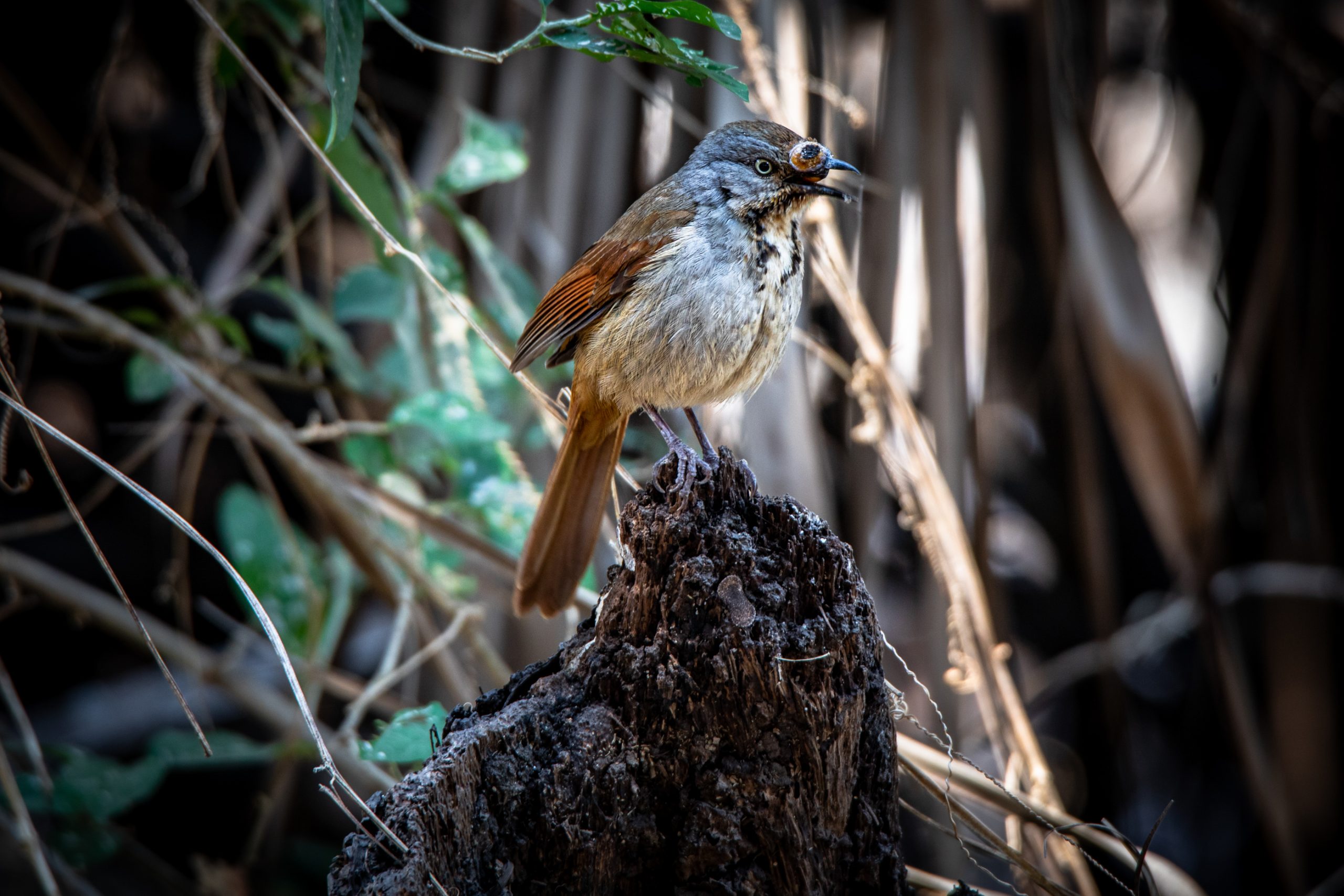 Fauvette babillarde à tête grise