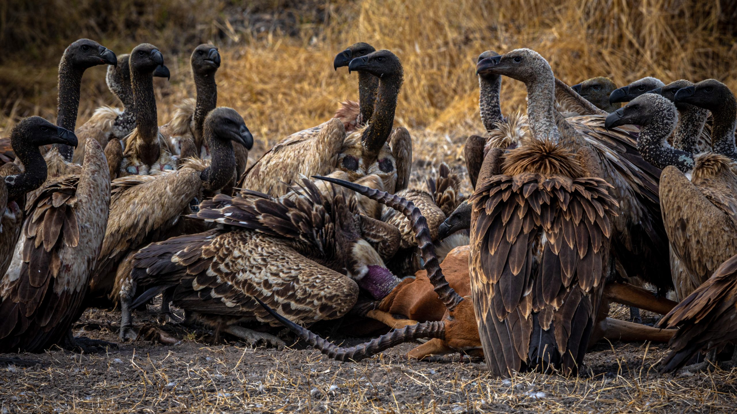 Festin de vautours africains sur impala