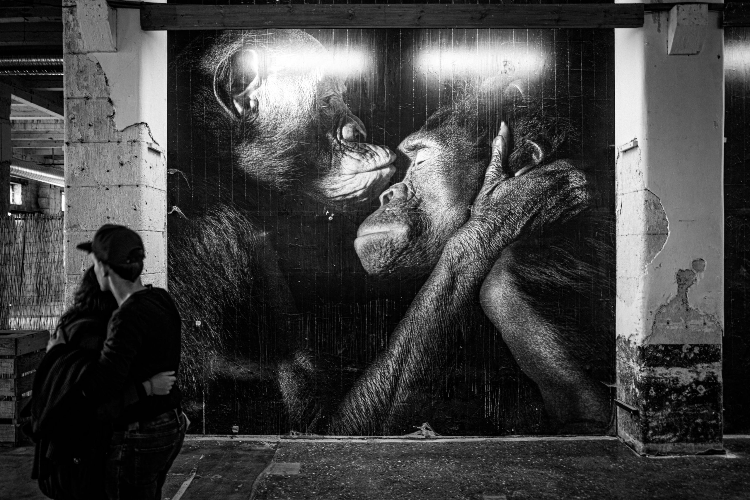 Fresque de Chimpanzés Enlacés