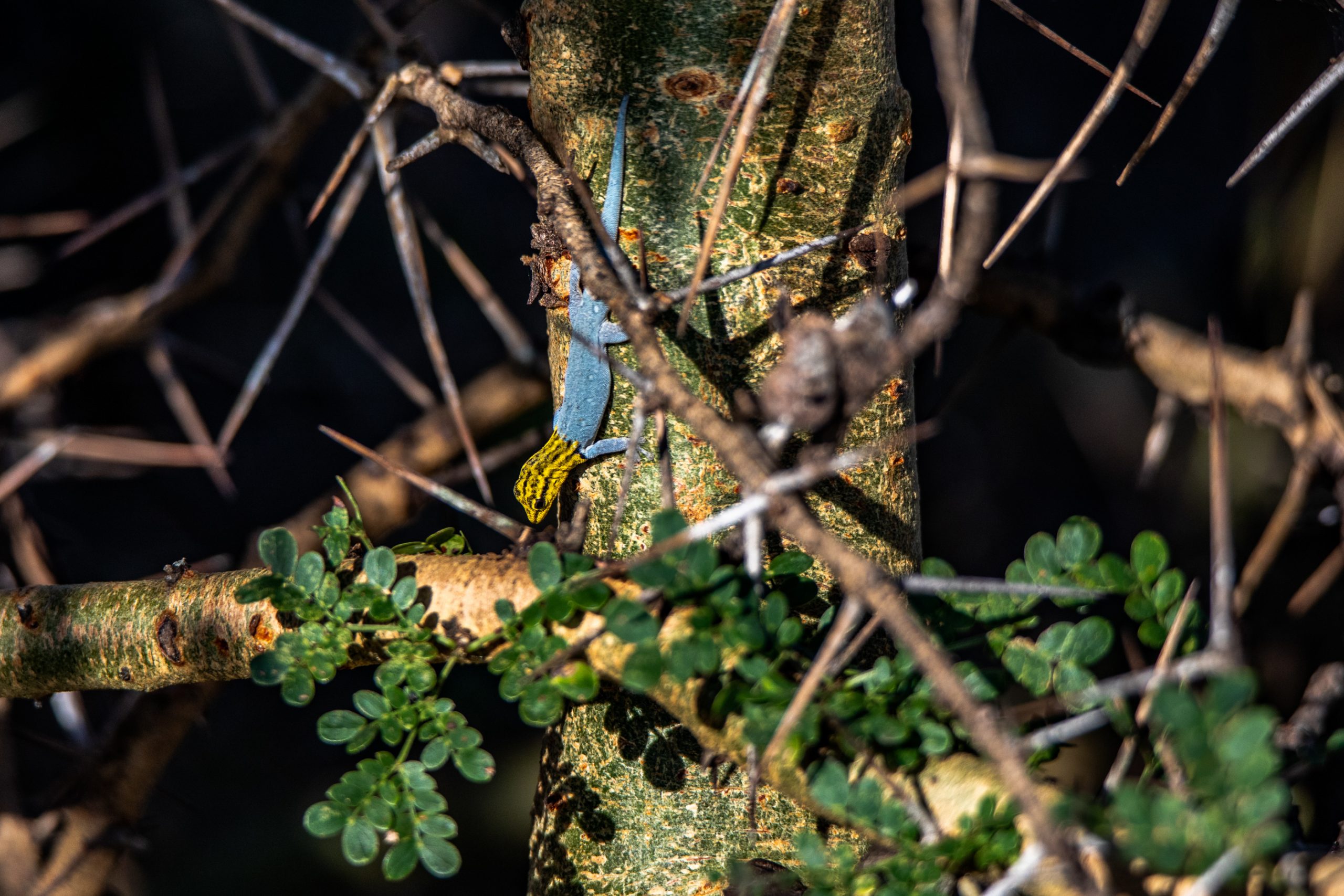 Gecko turquoise à tête jaune