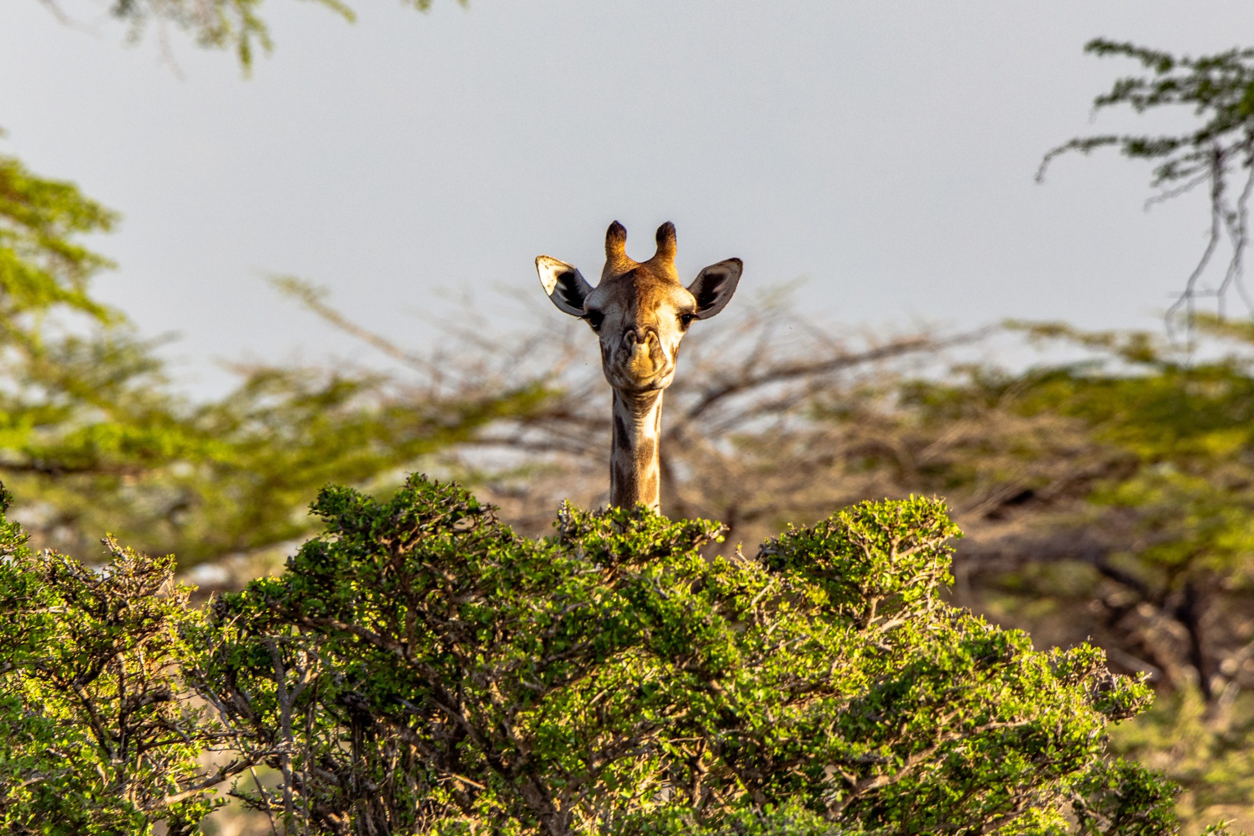 Girafe Masaï dans la brousse