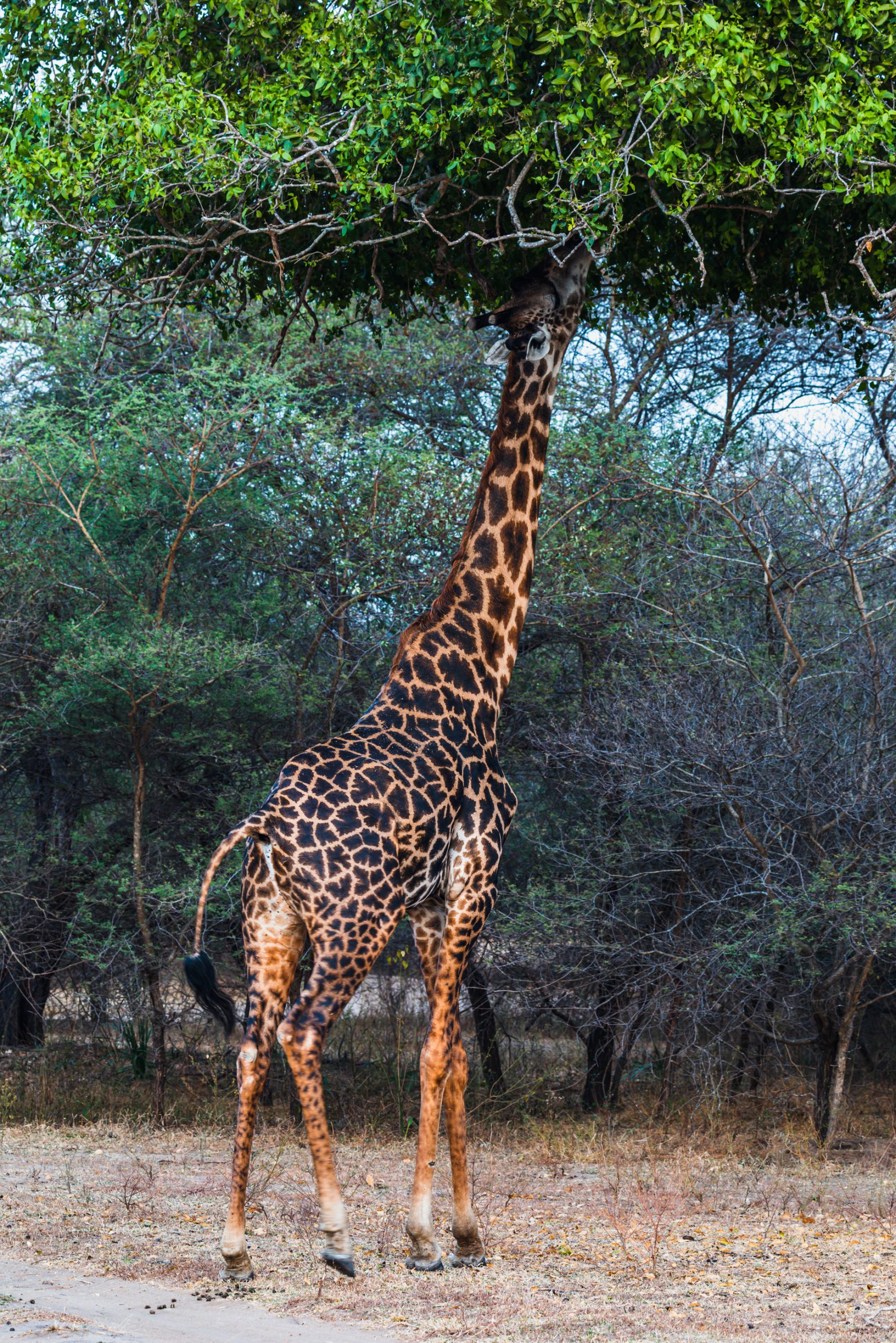 Girafe Masai mangeant des feuilles