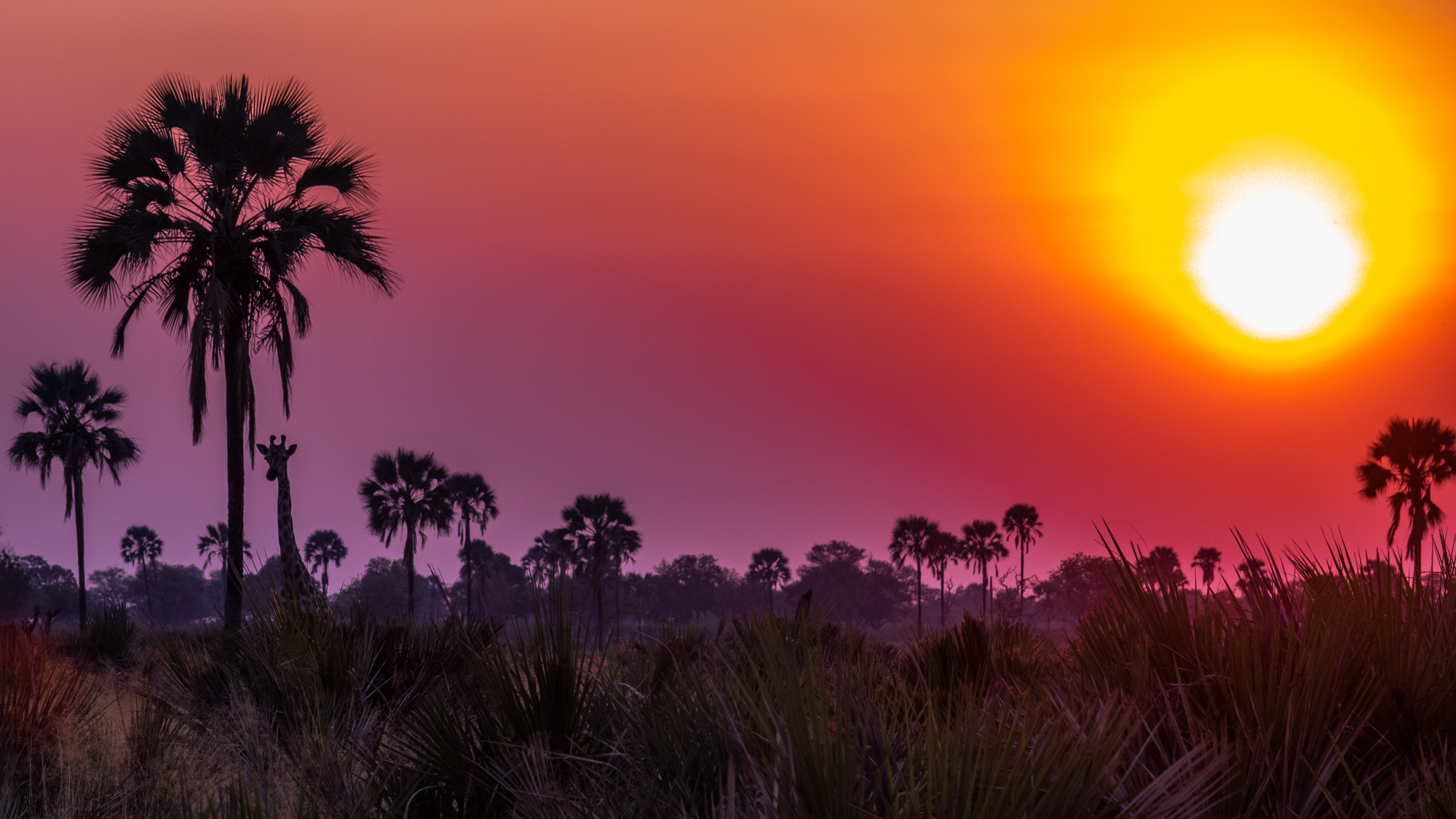 Girafe et palmiers crépusculaires