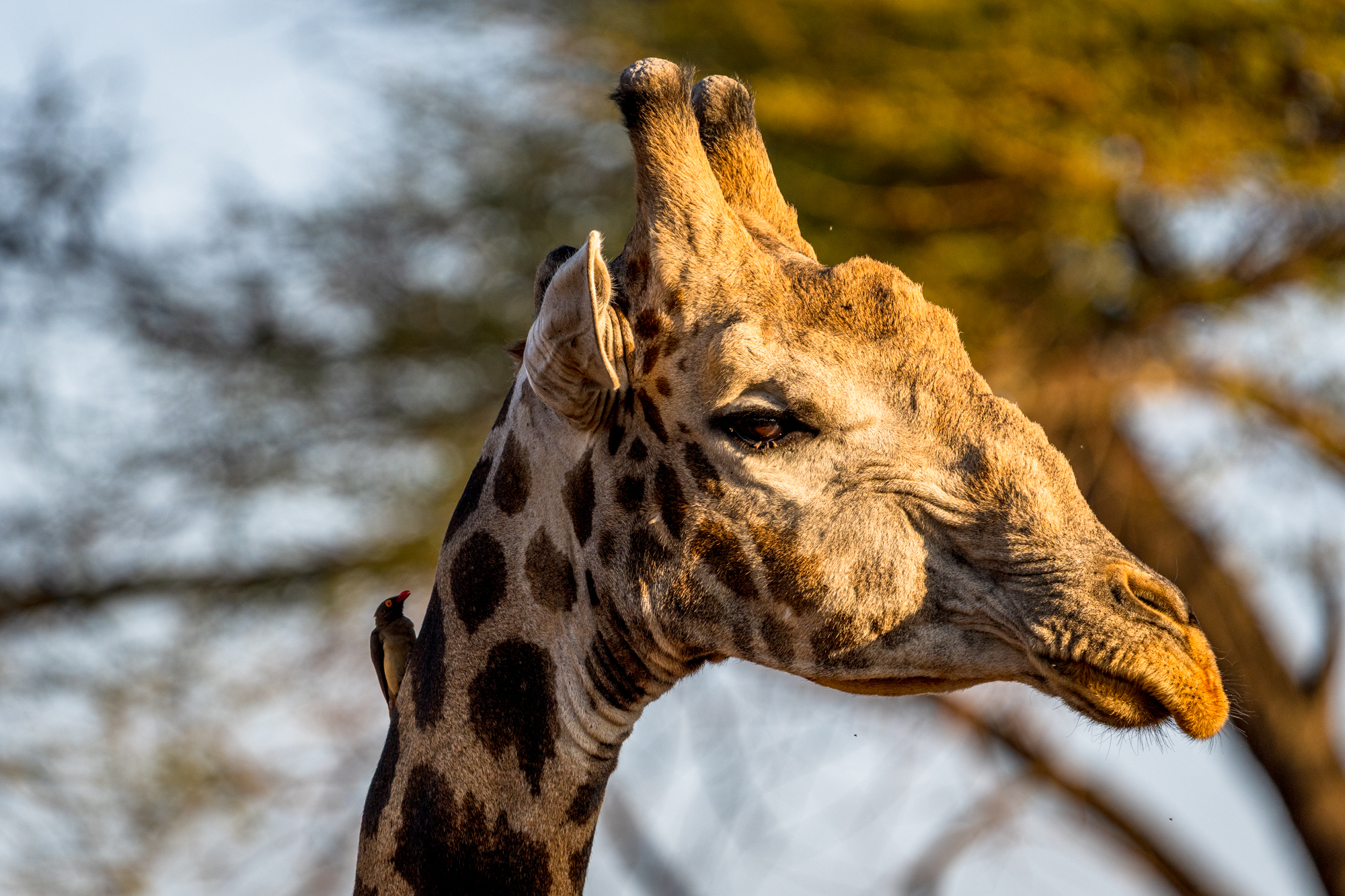 Girafe et pique-bœuf à bec rouge