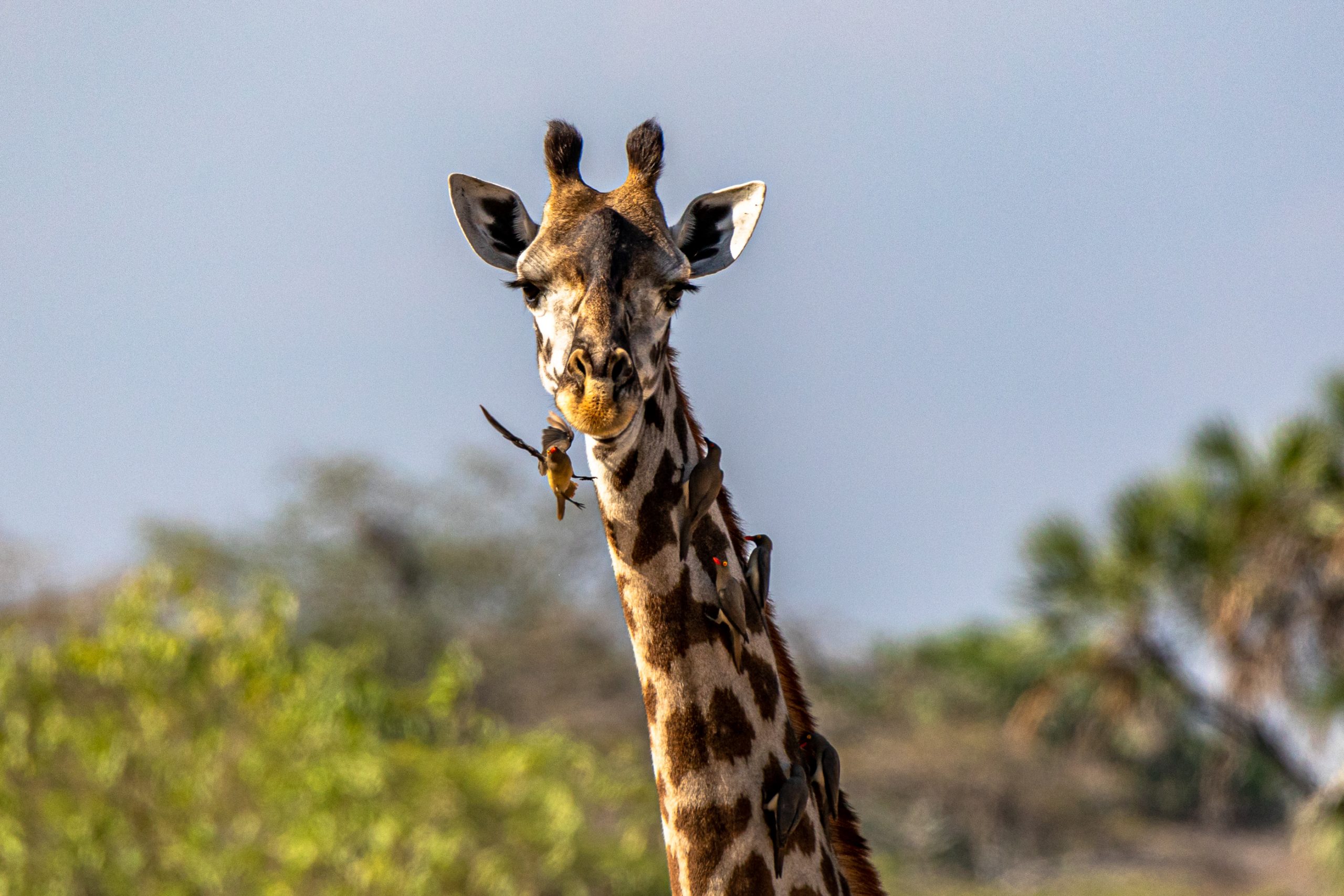Girafe réticulée aux pique-bœufs