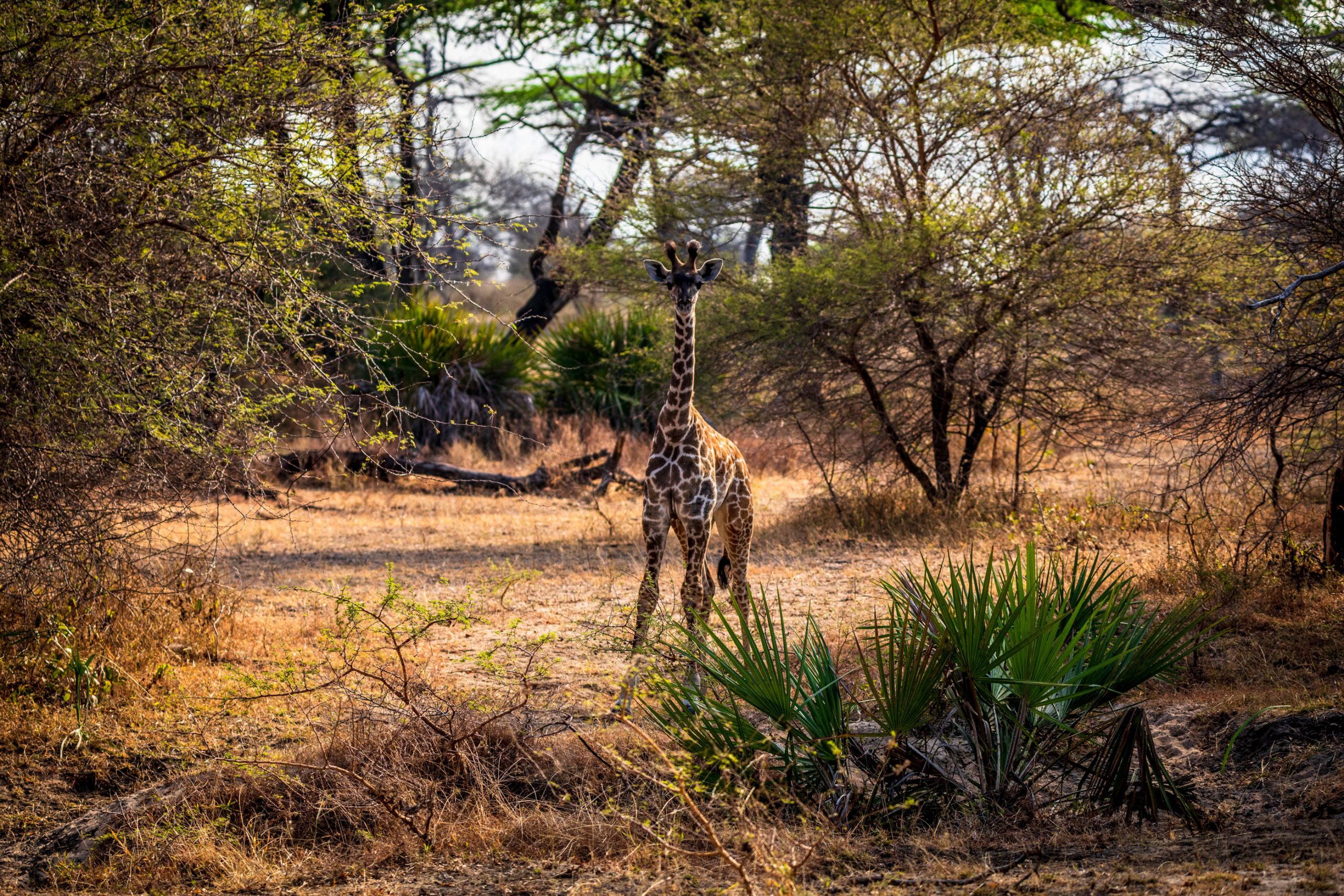 Girafe réticulée dans la savane