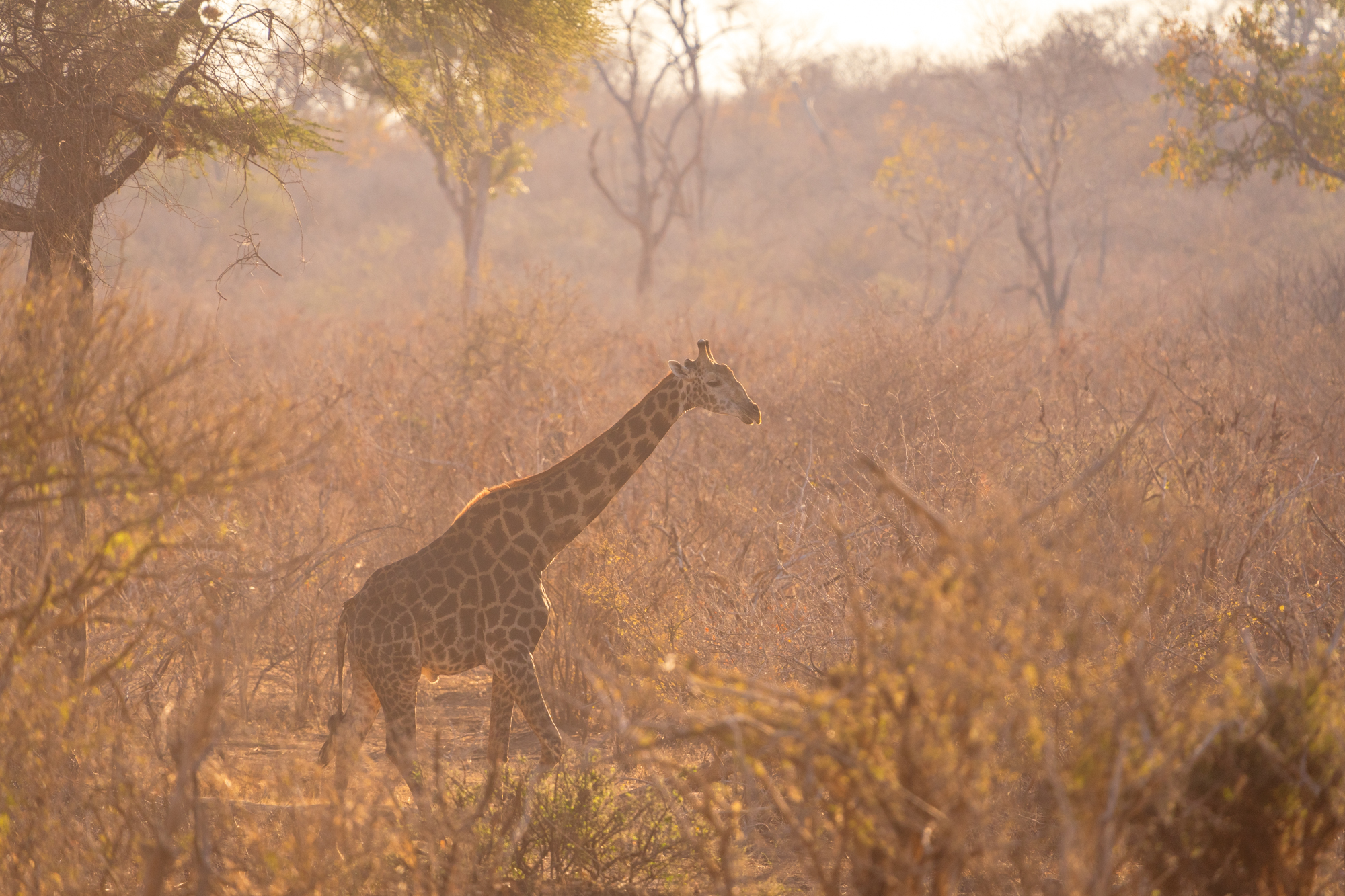 Girafe réticulée dans la savane