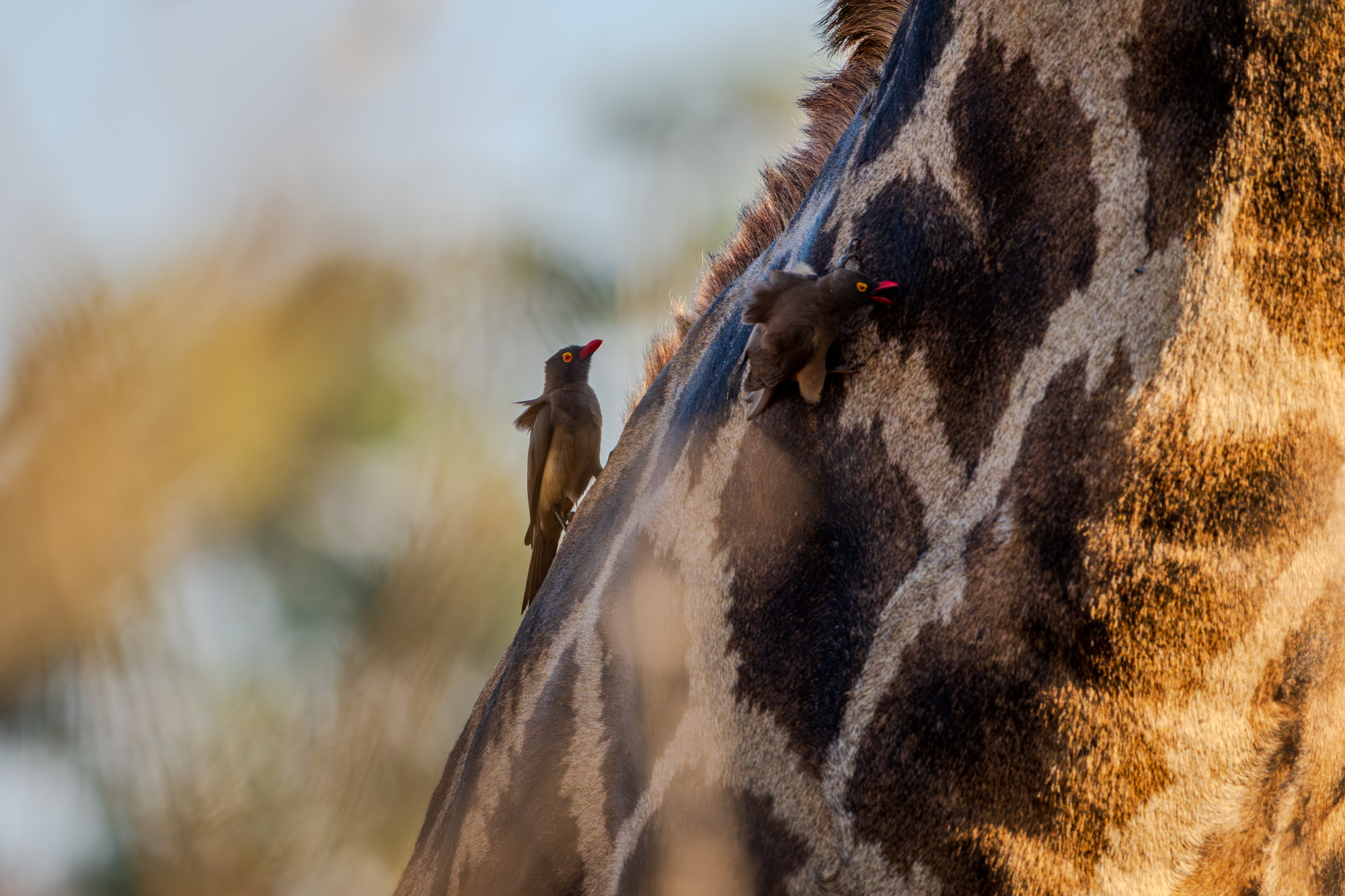 Girafe réticulée et pique-bœufs