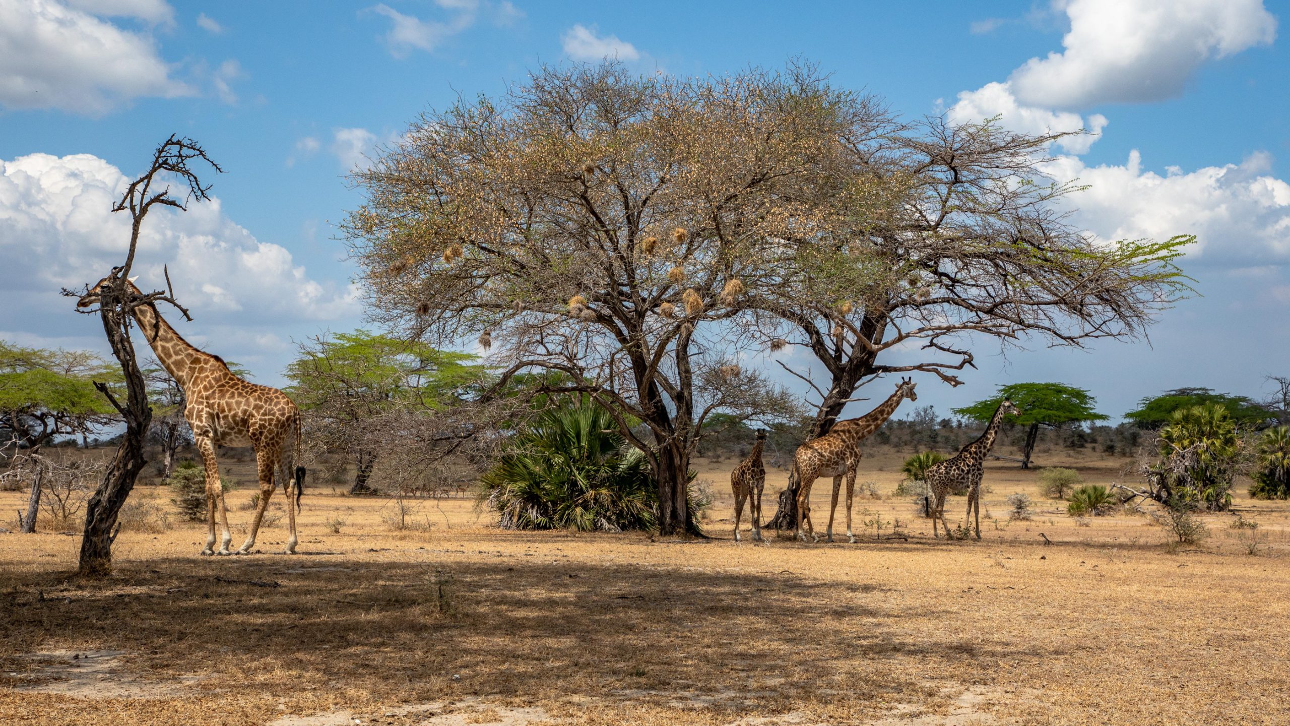 Girafes Masai sous acacia