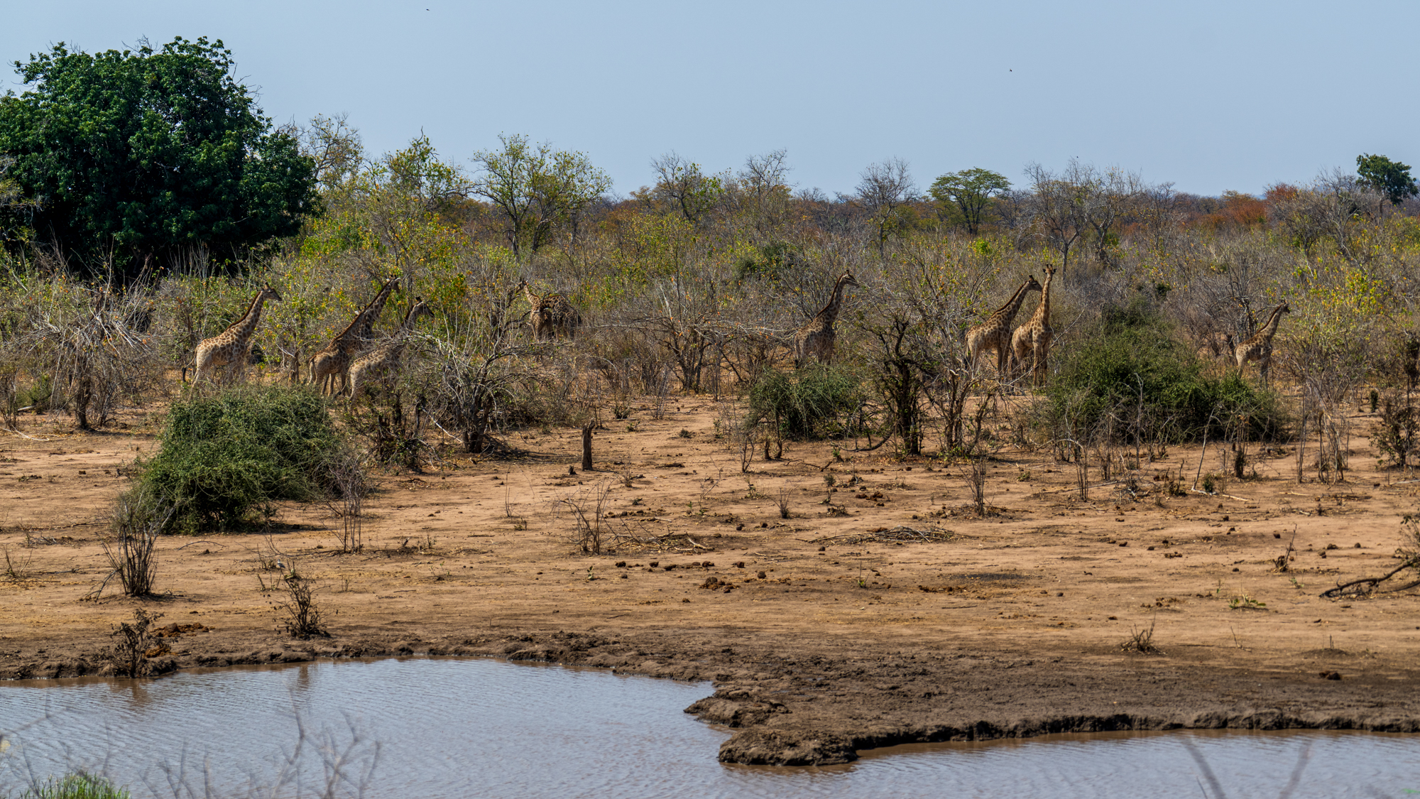 Girafes au point d’eau