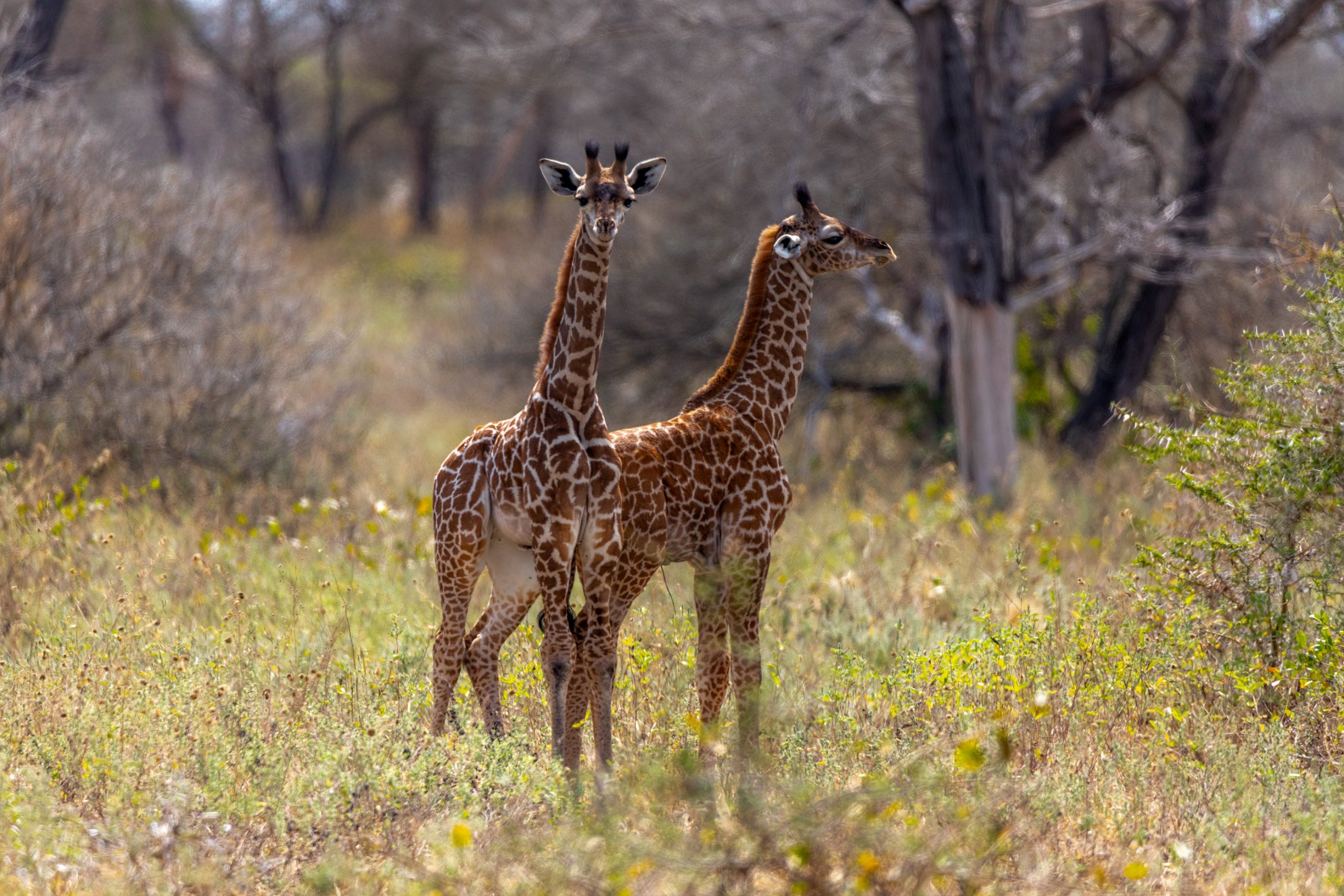 Girafons Masai dans la Savane