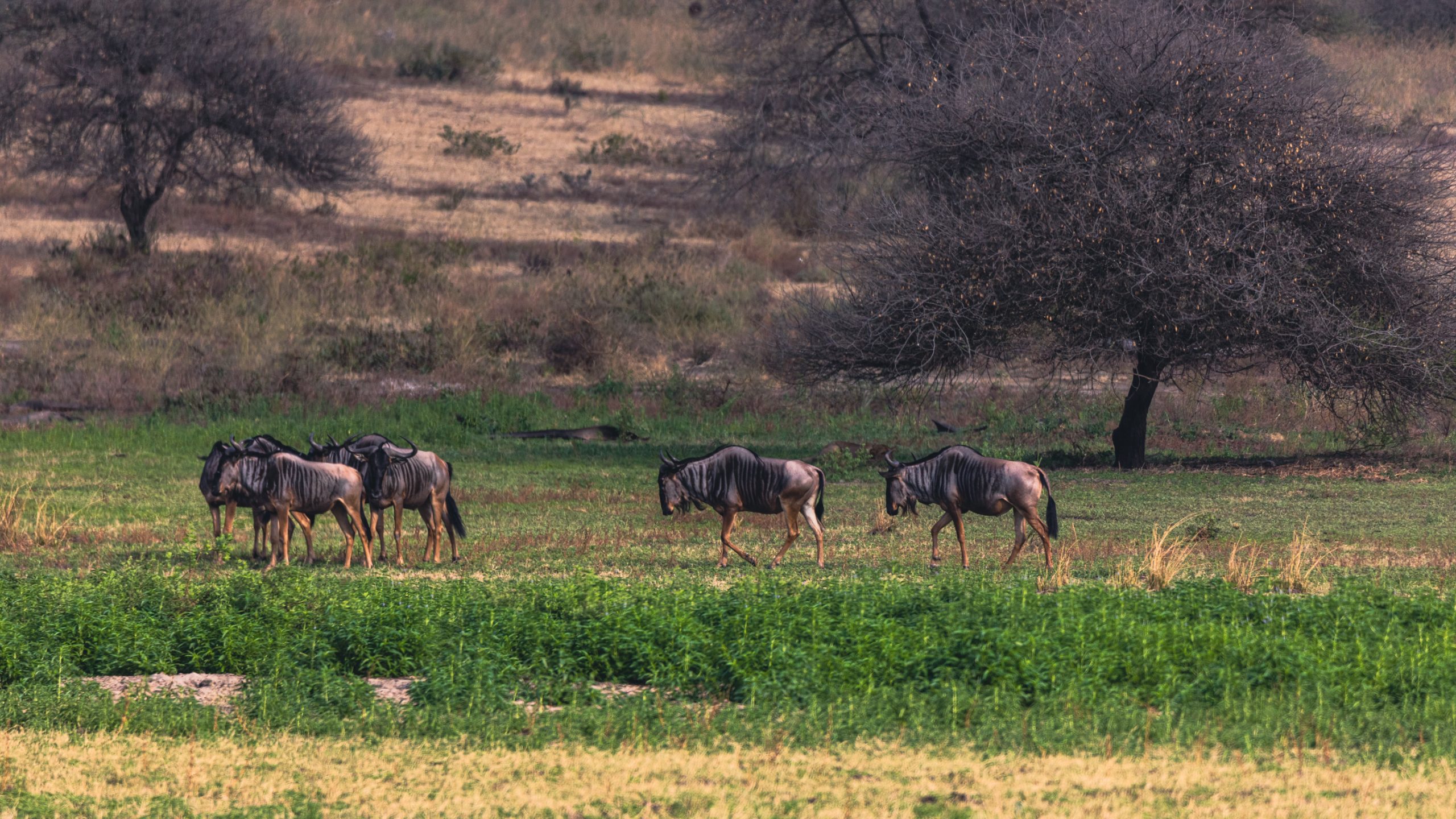 Gnou bleu sur la savane