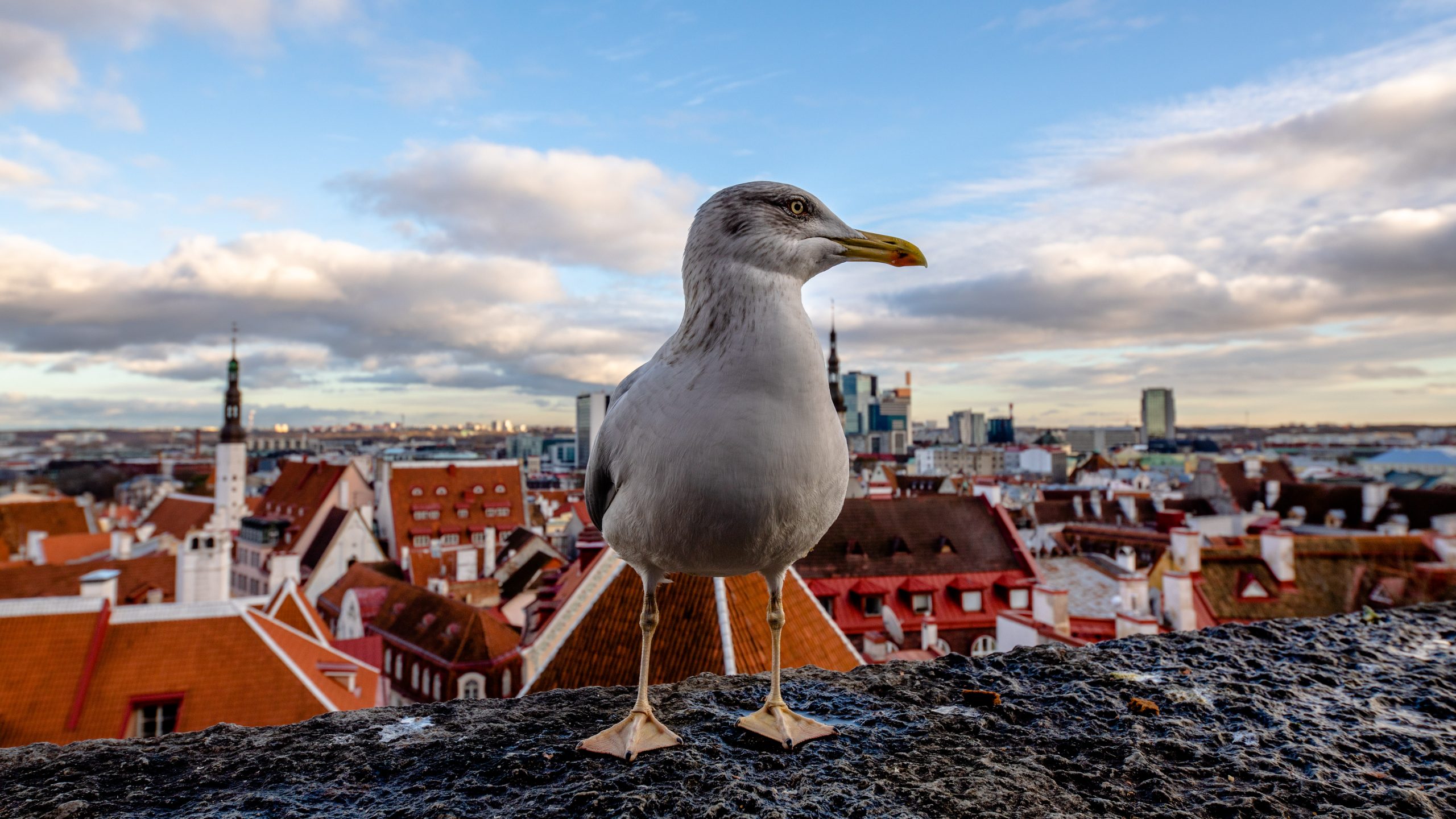 Goéland argenté à Tallinn