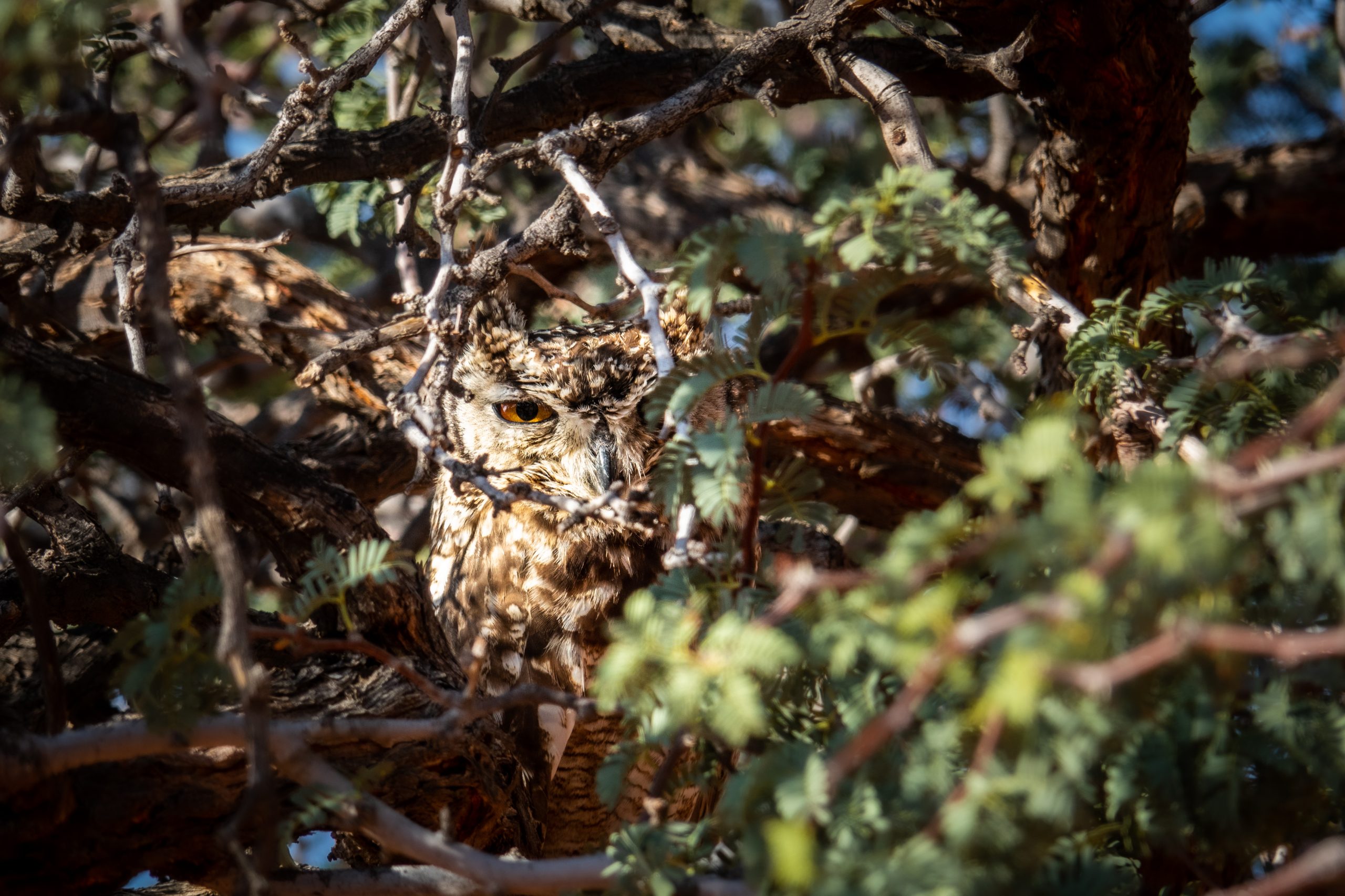 Grand-Duc africain dans l’acacia