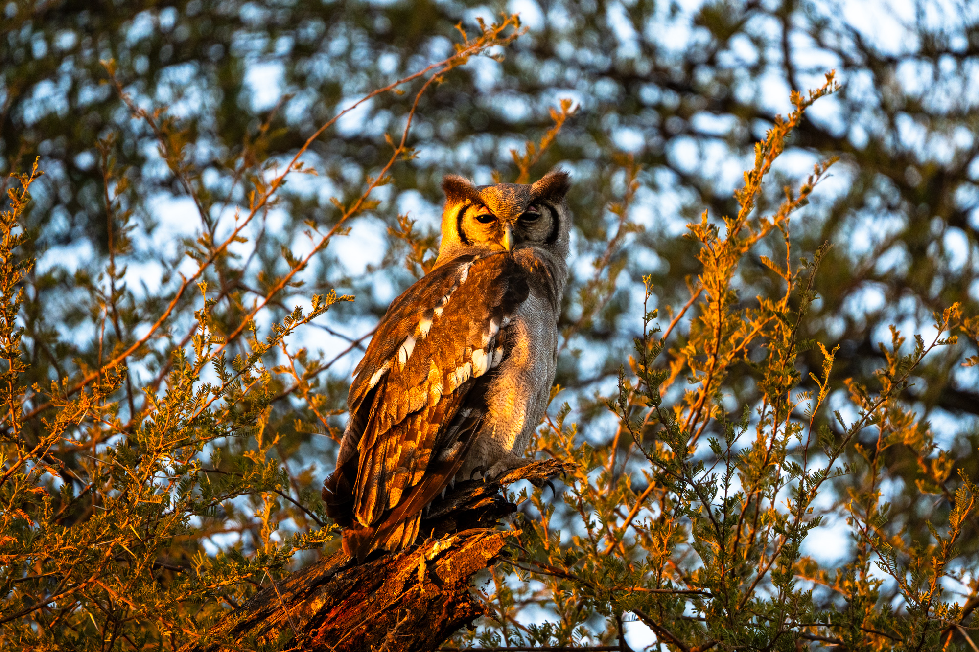 Grand-Duc d'Afrique perché