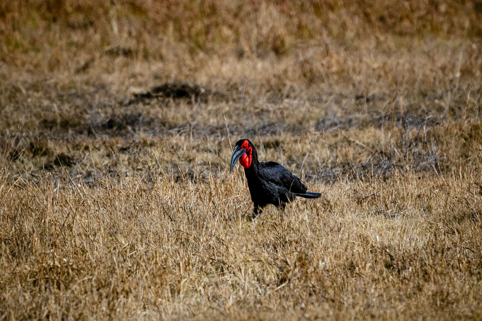 Grand Hocco Terrestre Africain