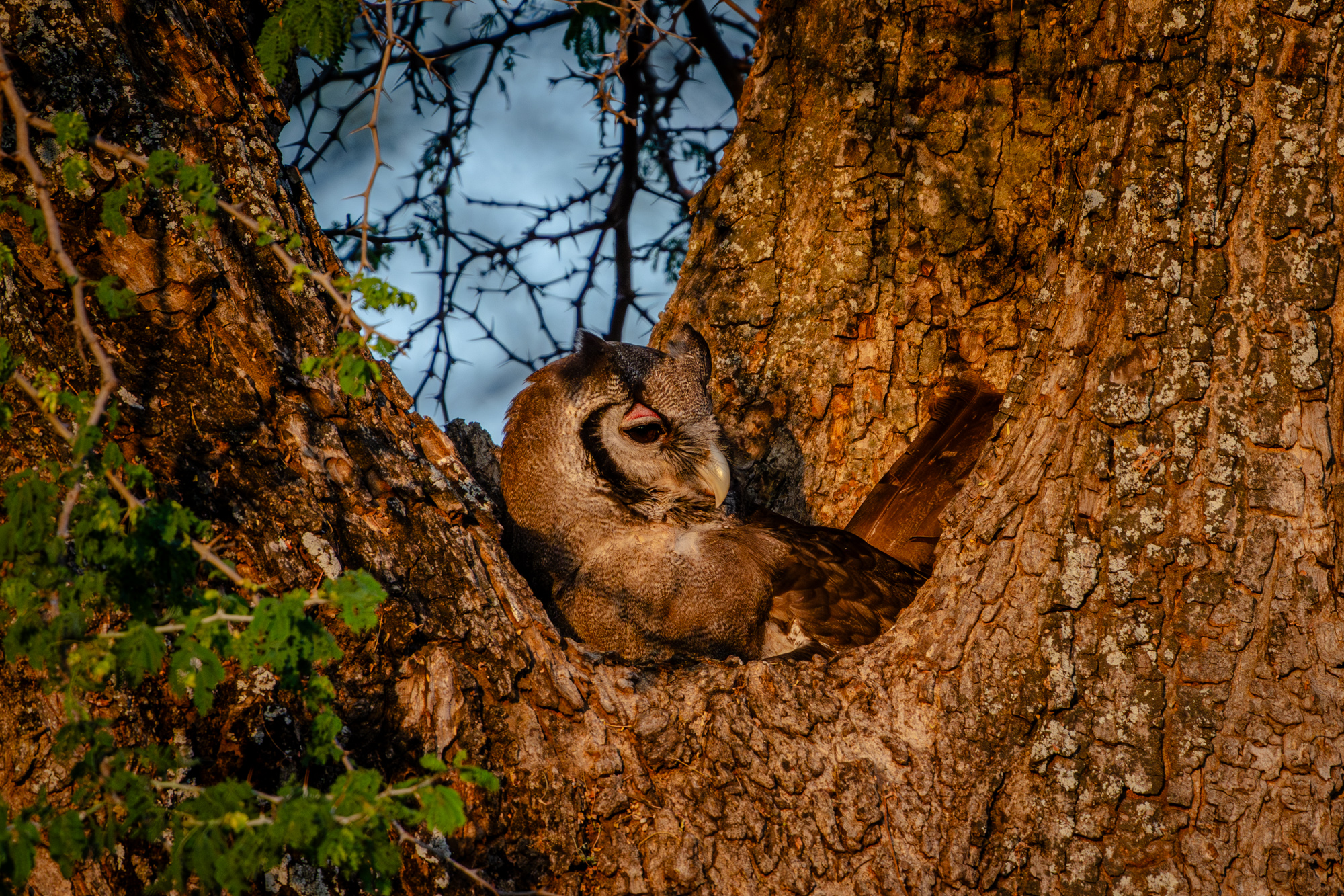 Grand-duc de Verreaux niché