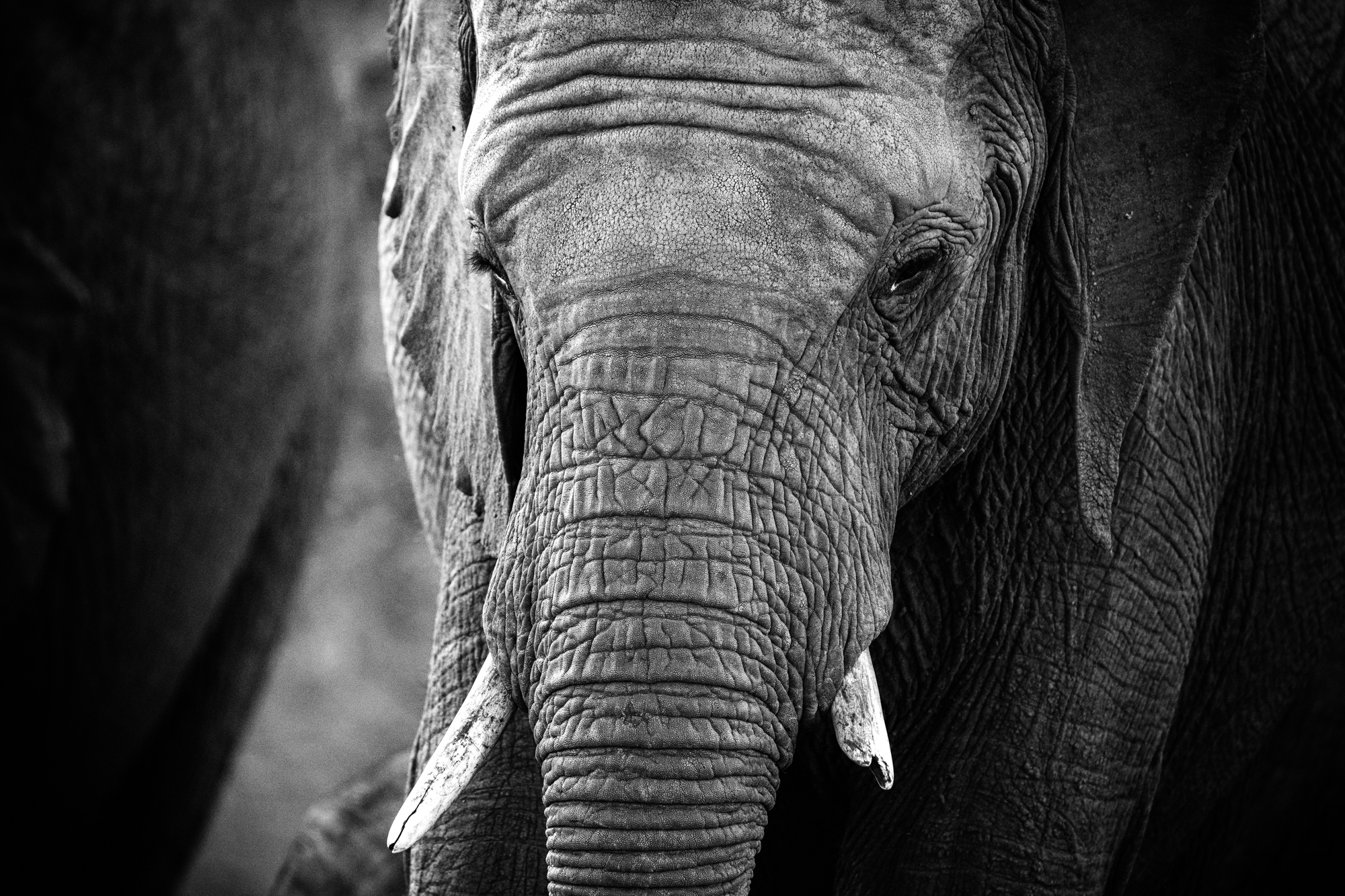 Gros Plan d’Éléphant Africain