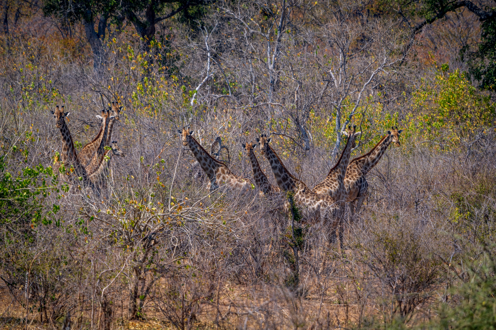 Groupe de girafes en brousse