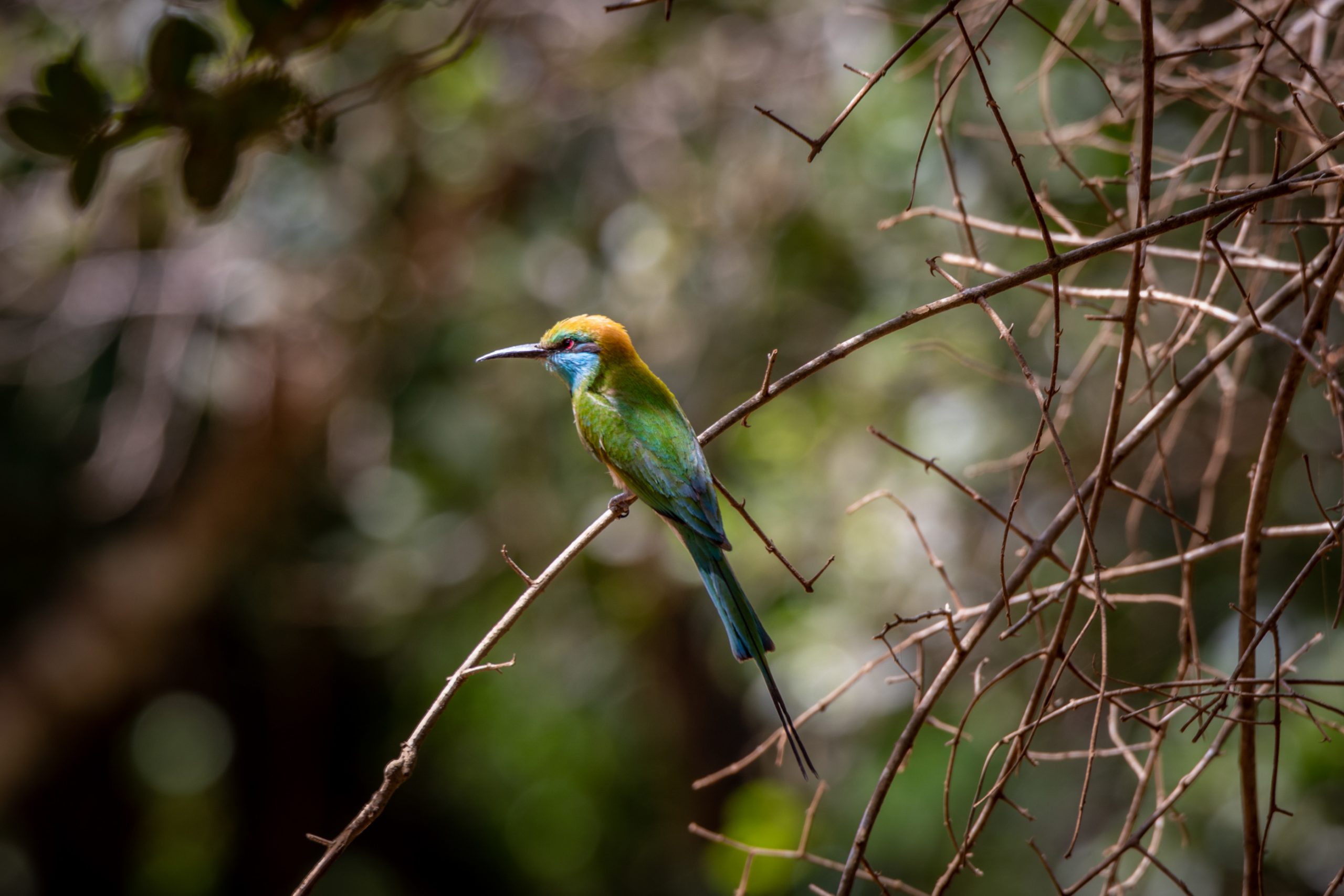 Guêpier à gorge bleue perché