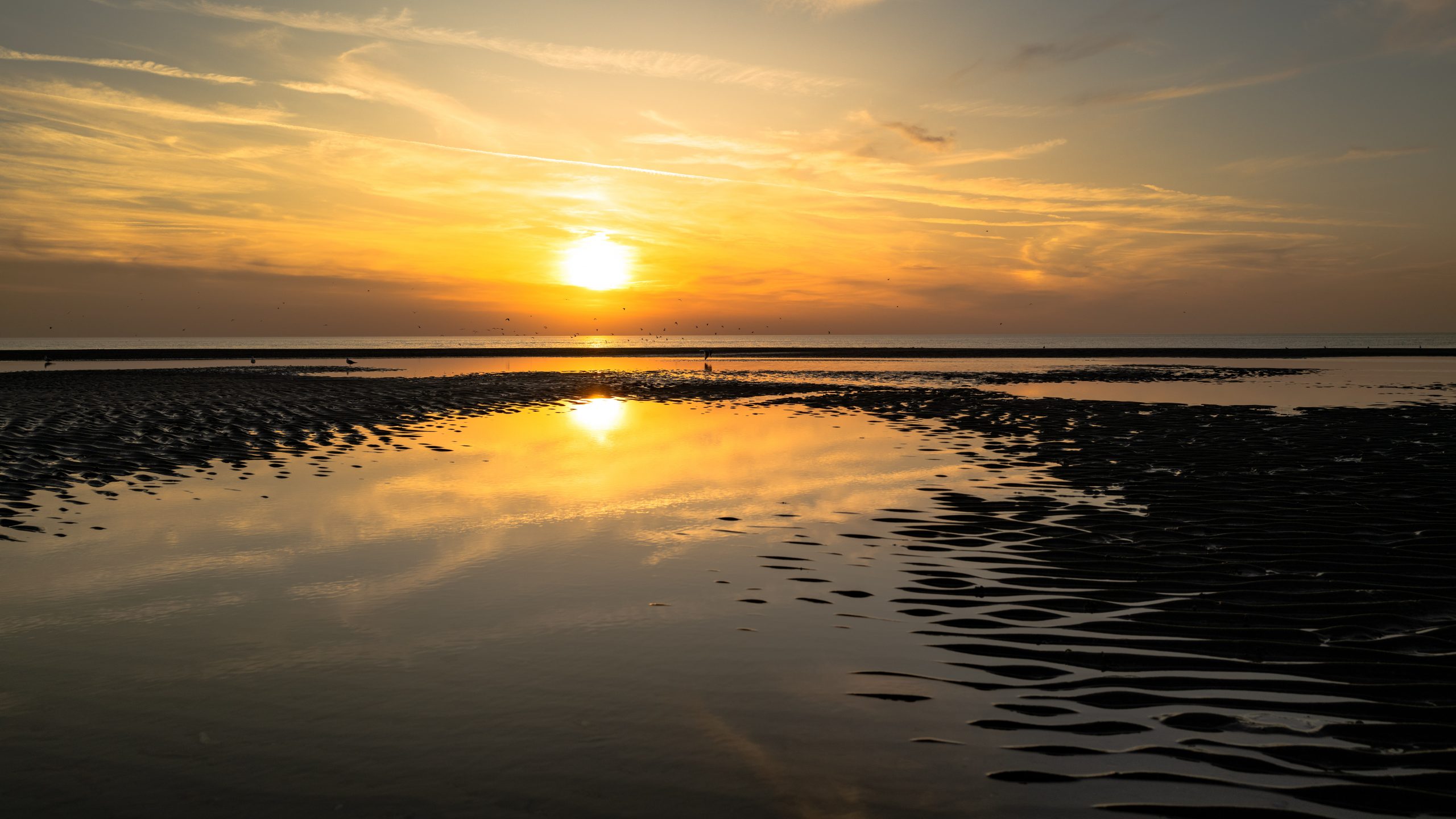 Héron cendré sur vasière dorée