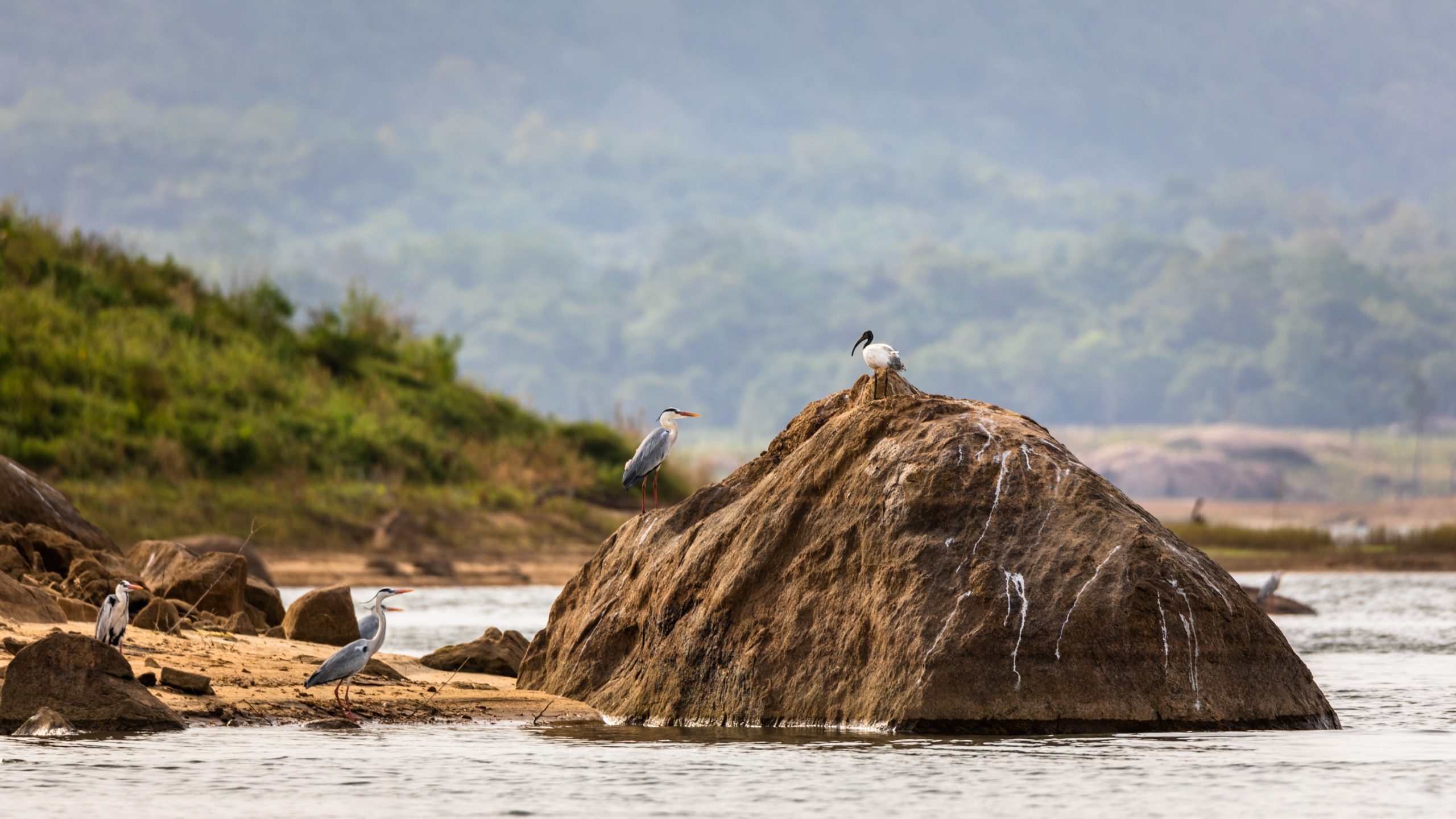 Hérons cendrés et ibis sacré