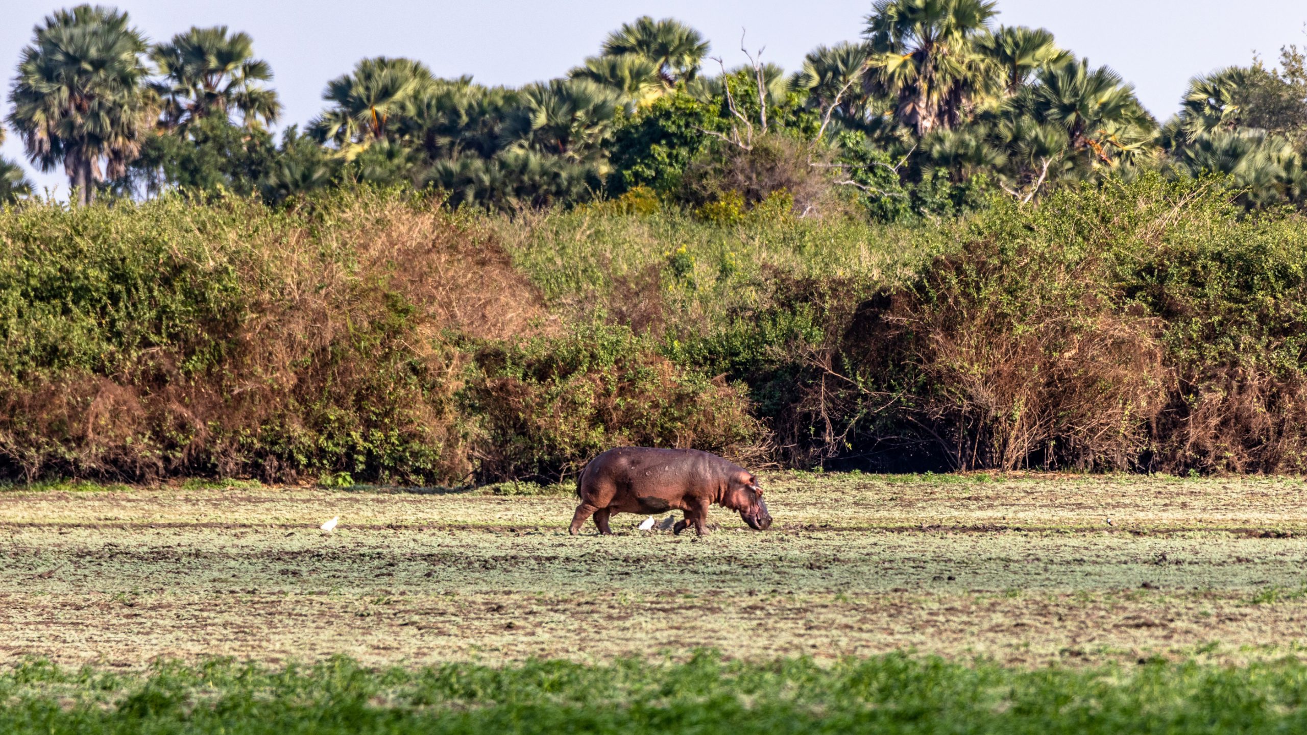 Hippopotame d’Afrique sur plaine inondée