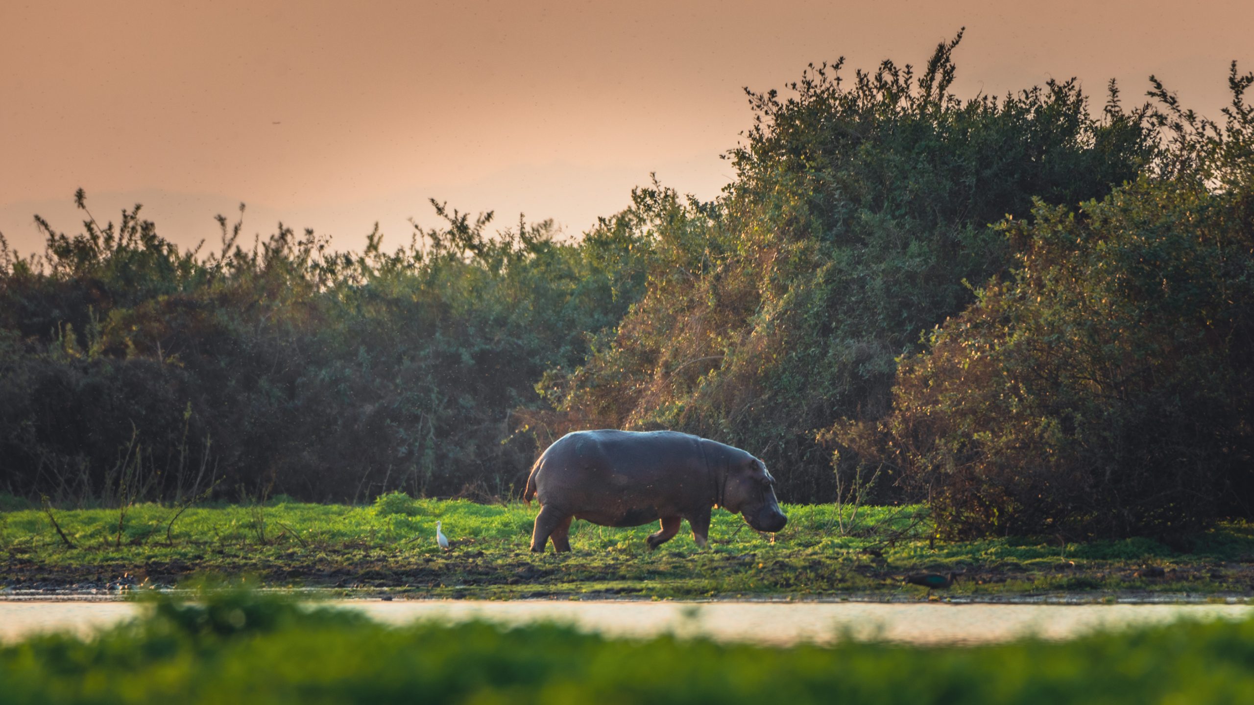 Hippopotame du Nil au bord d’étang