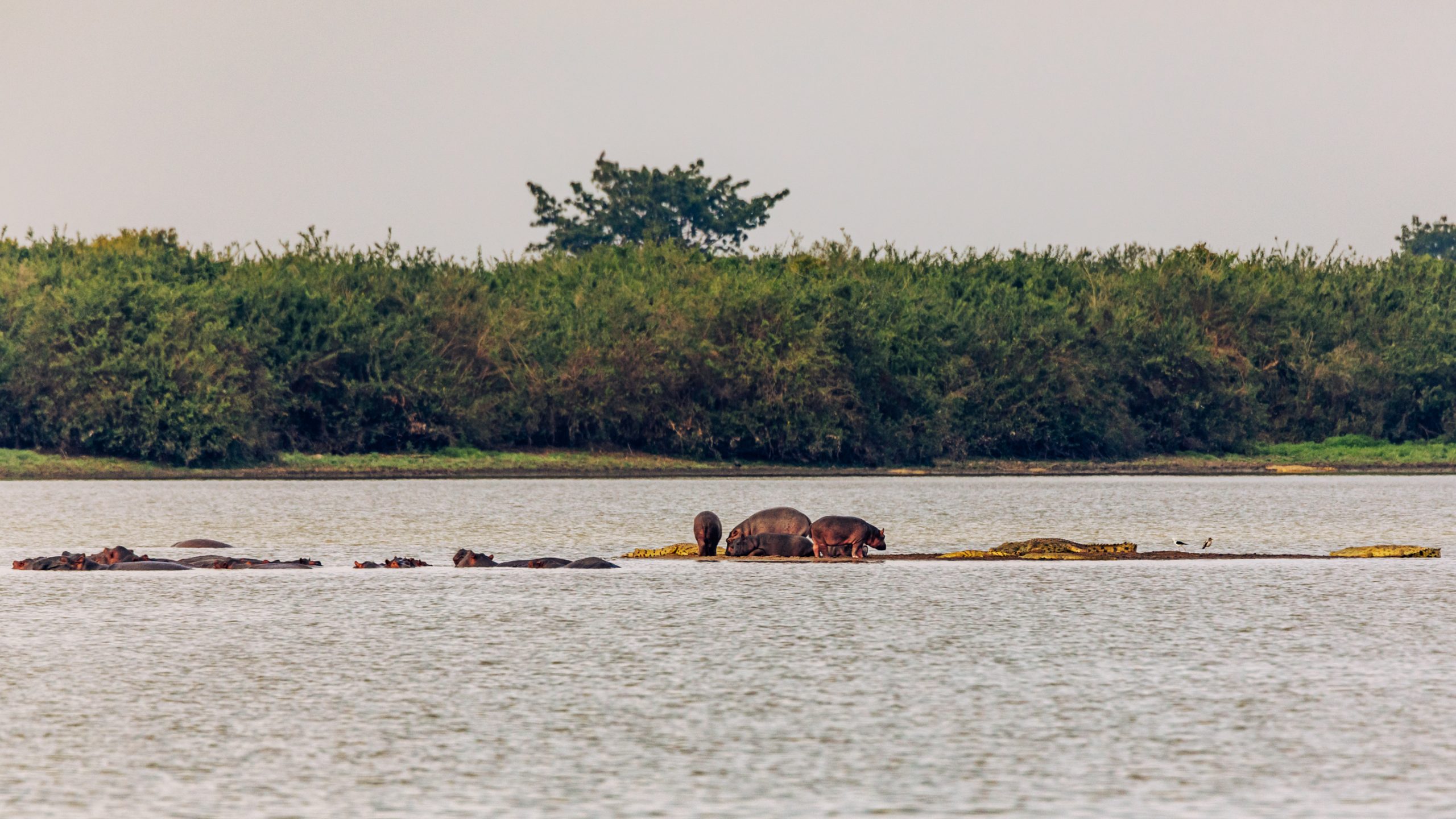 Hippopotames et Crocodiles