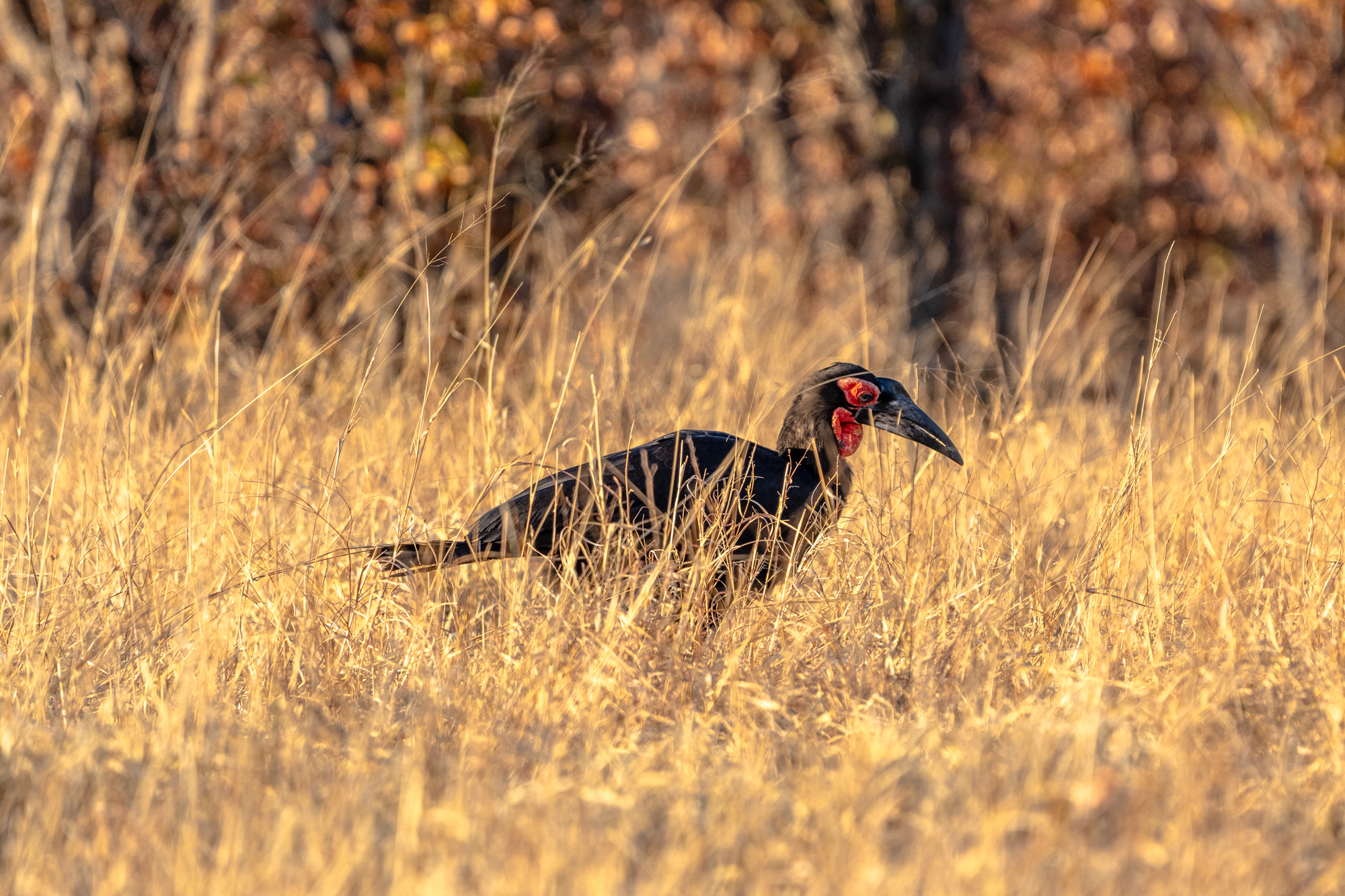 Hocco terrestre en savane