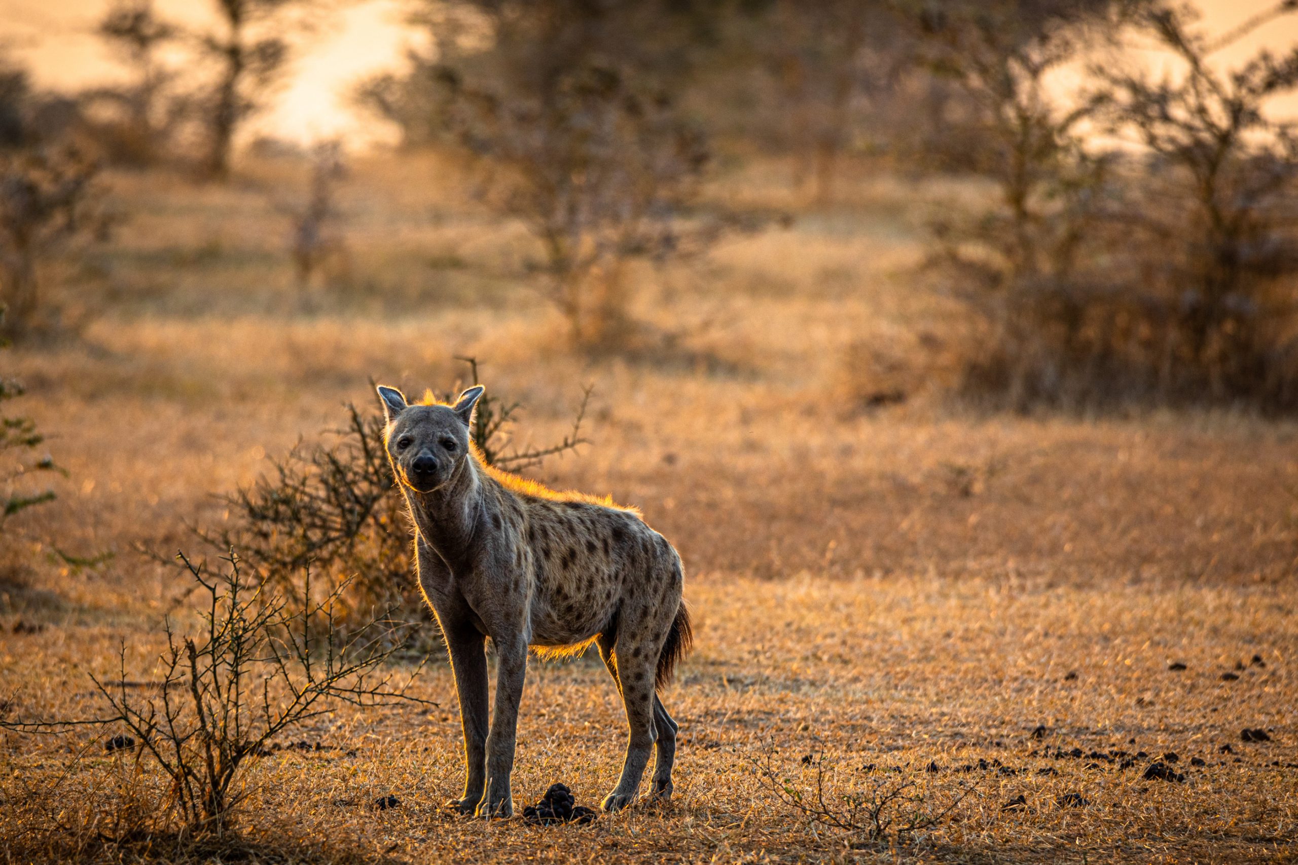Hyène tachetée dans la savane africaine