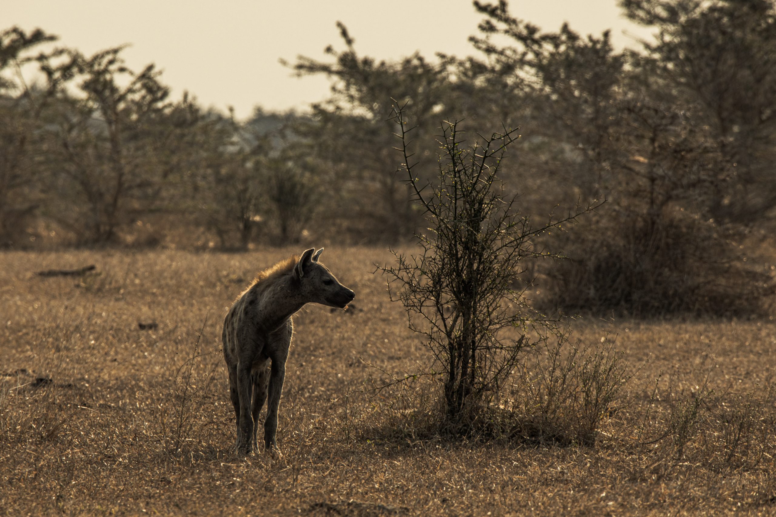 Hyène tachetée dans la savane