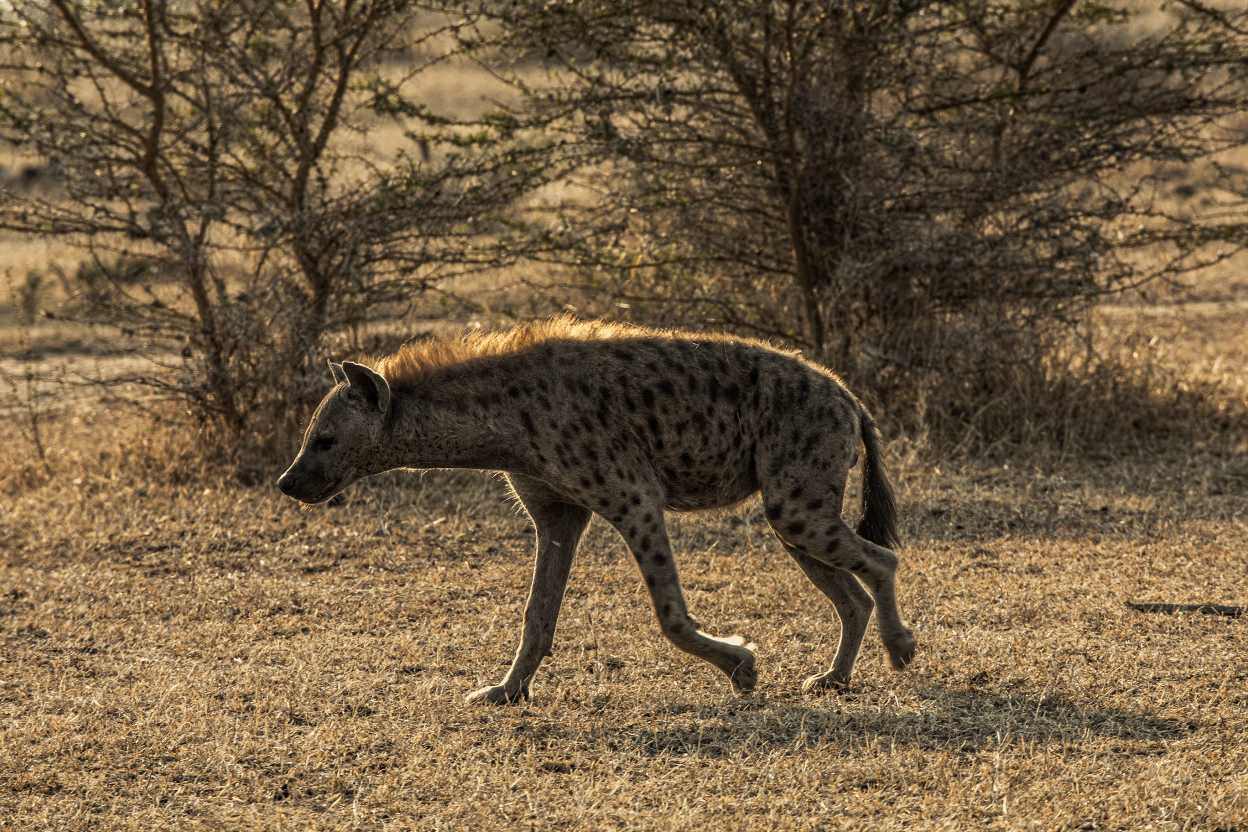 Hyène tachetée en savane
