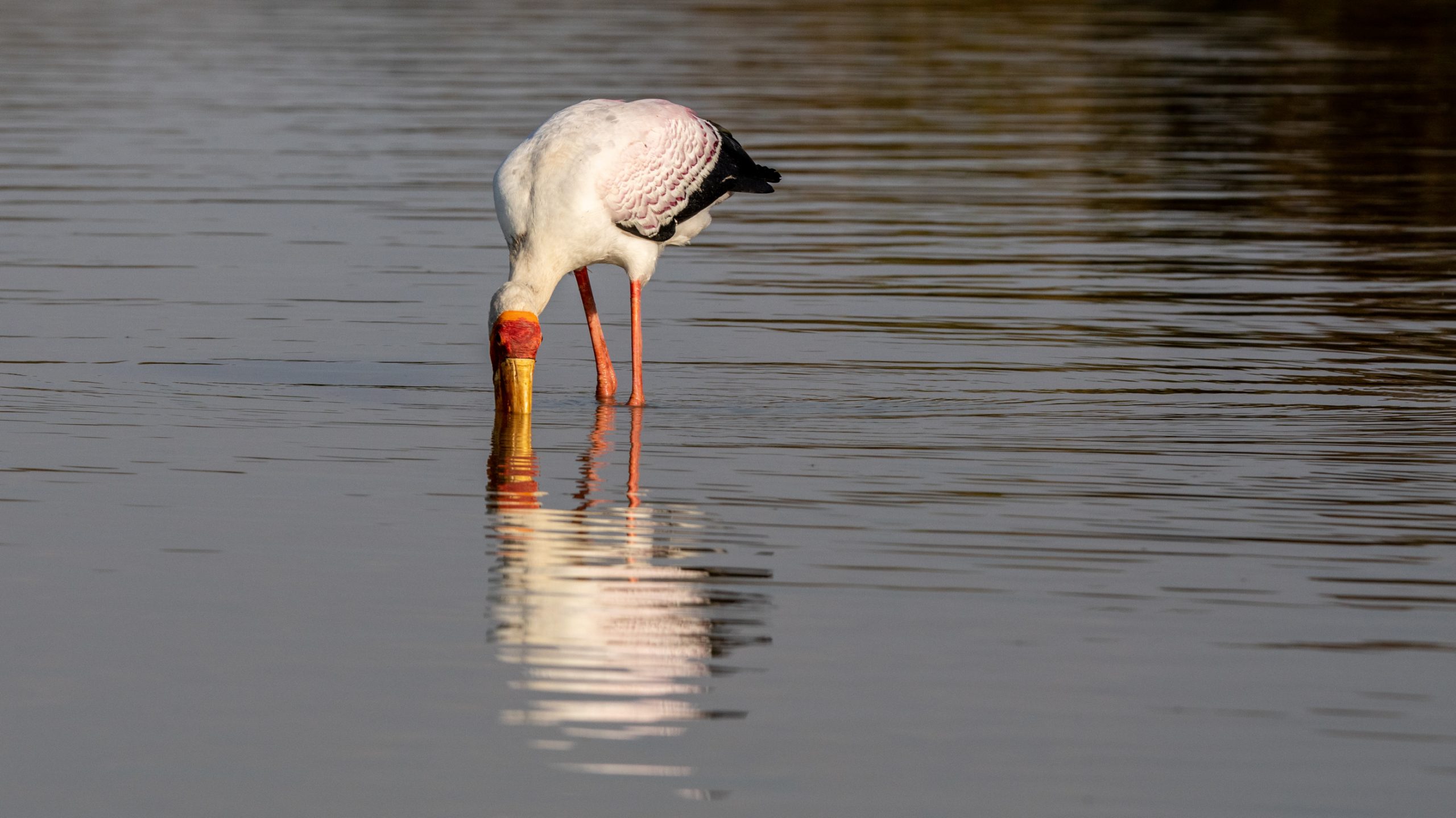 Ibis à Bec Jaune En Pêche