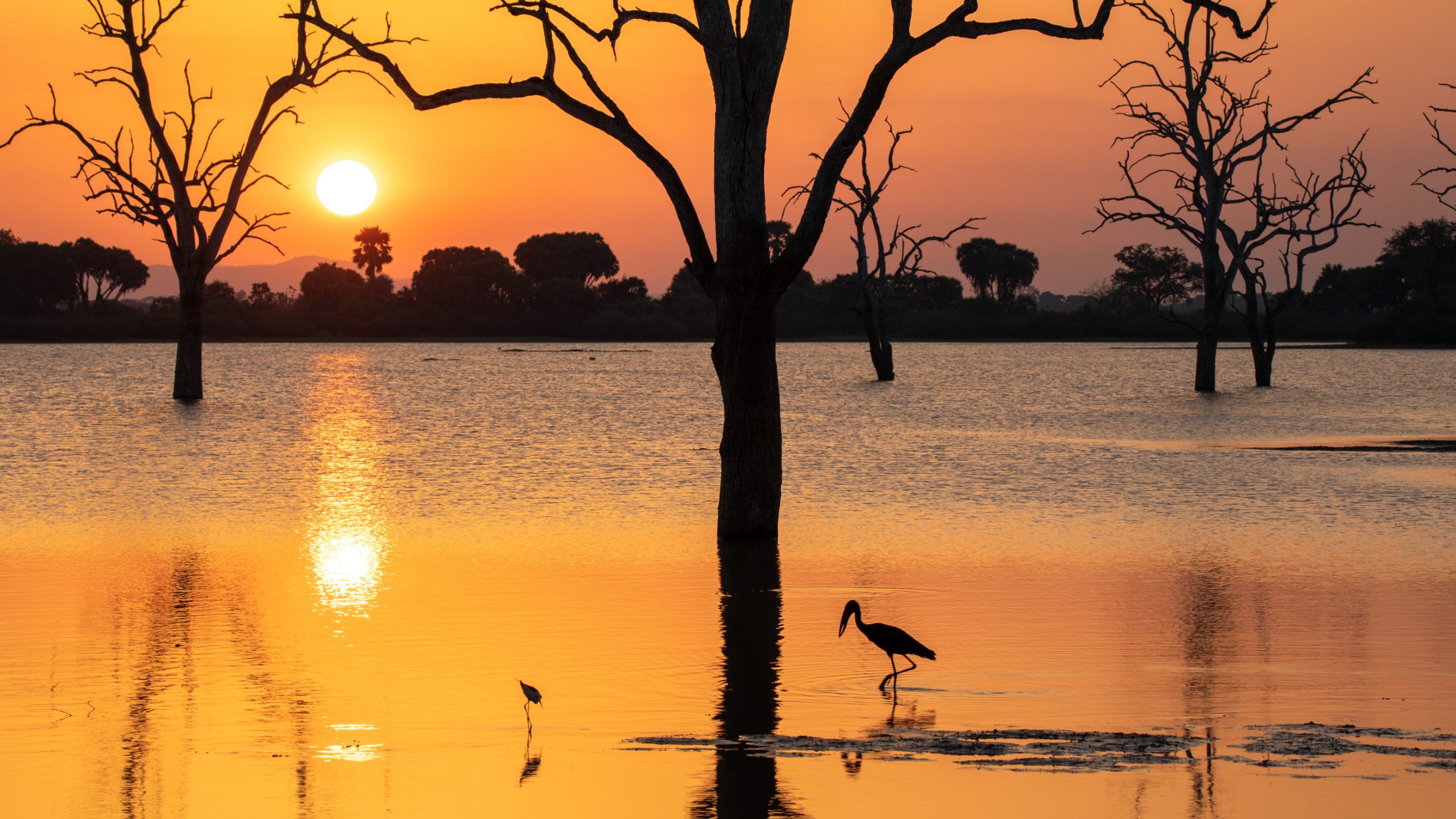 Ibis falcinelle au crépuscule