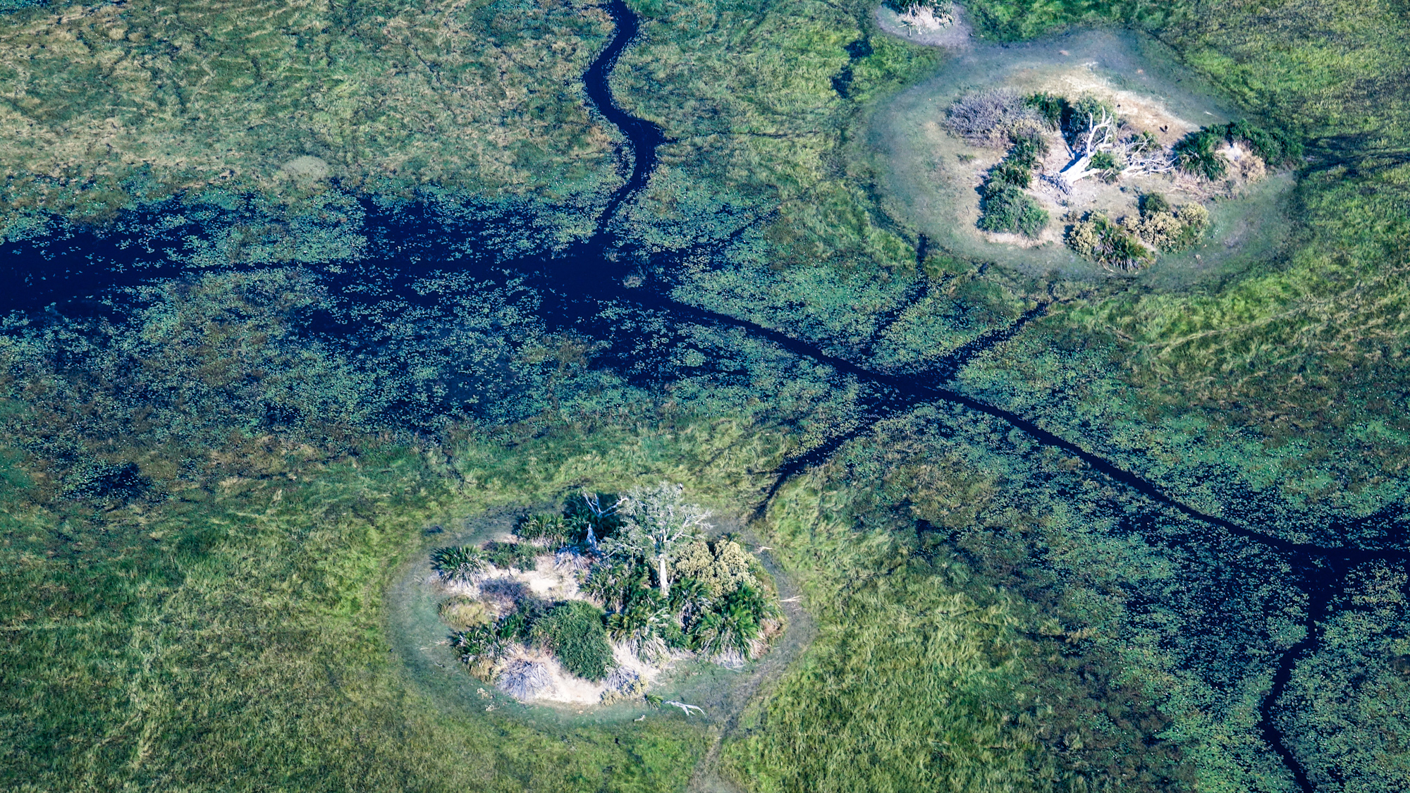 Îlots Végétalisés du Marais