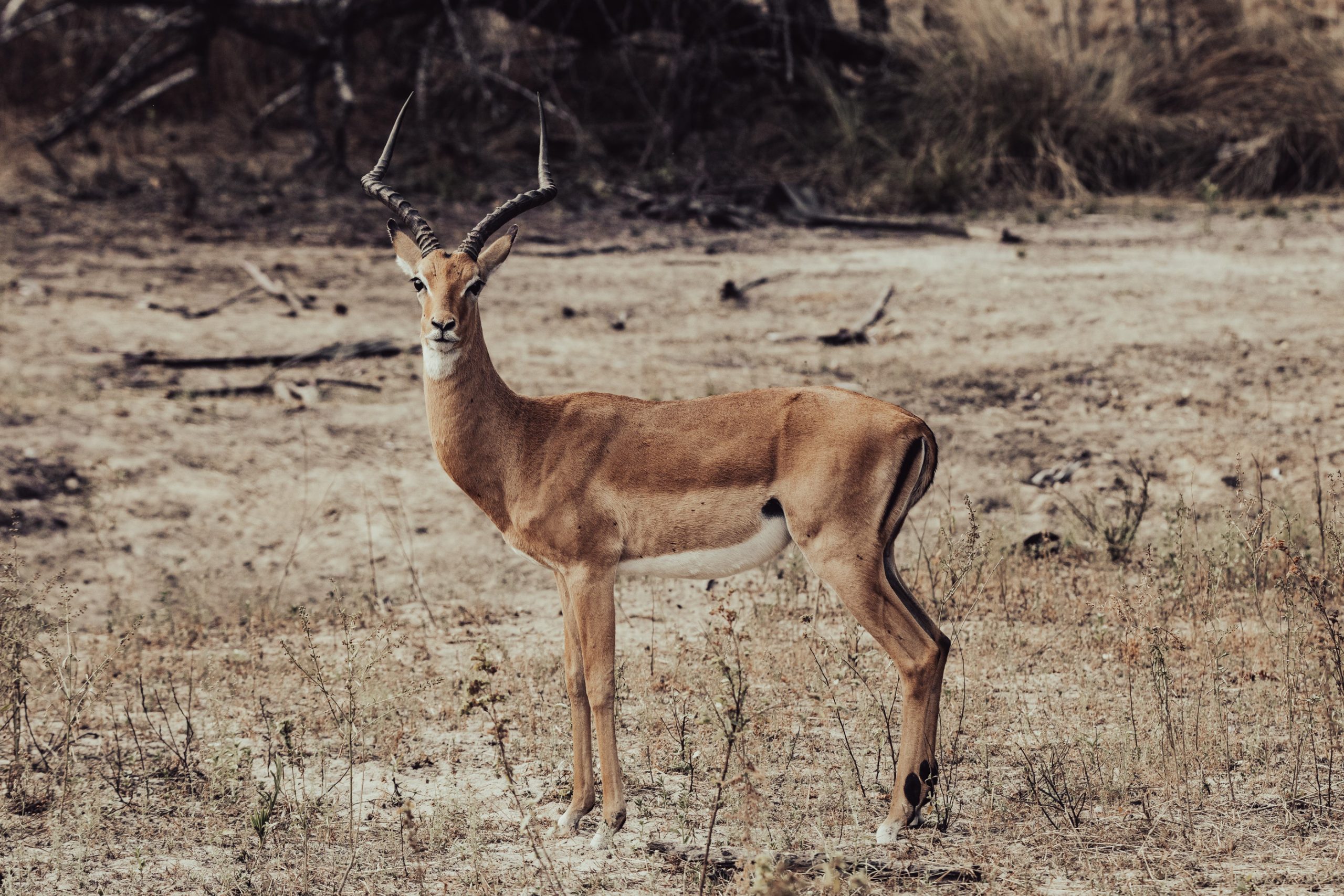 Impala mâle dans la savane